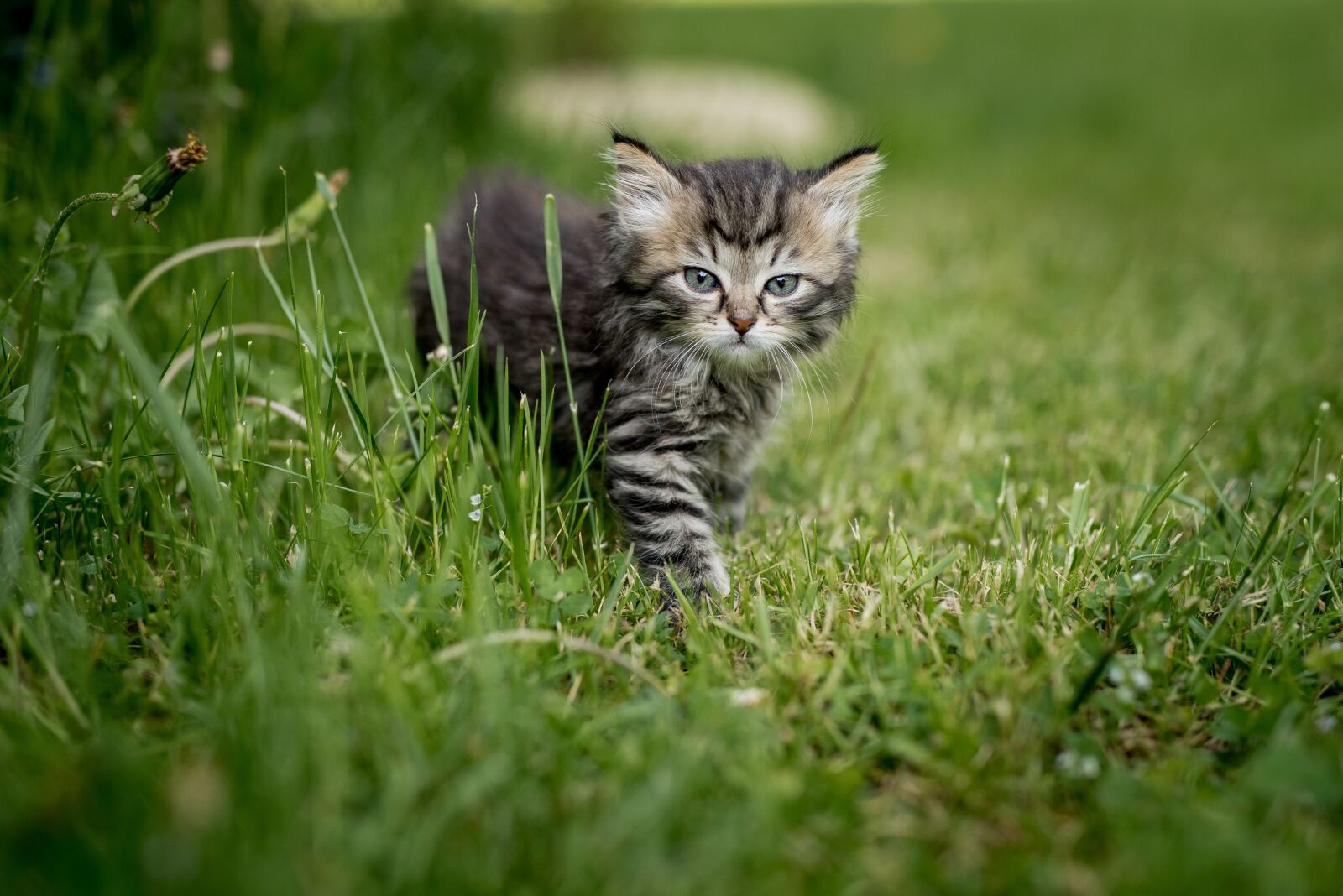 Nikon D810 sample photo. Kitten, summer, animal photography