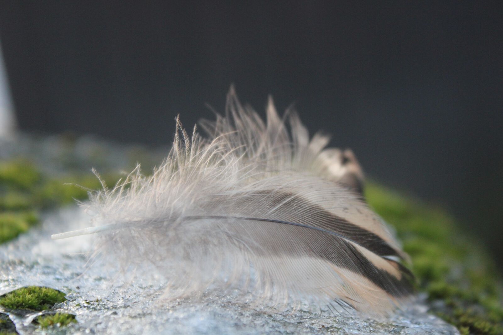 Canon EOS 550D (EOS Rebel T2i / EOS Kiss X4) sample photo. Plumule, feathers, feather photography
