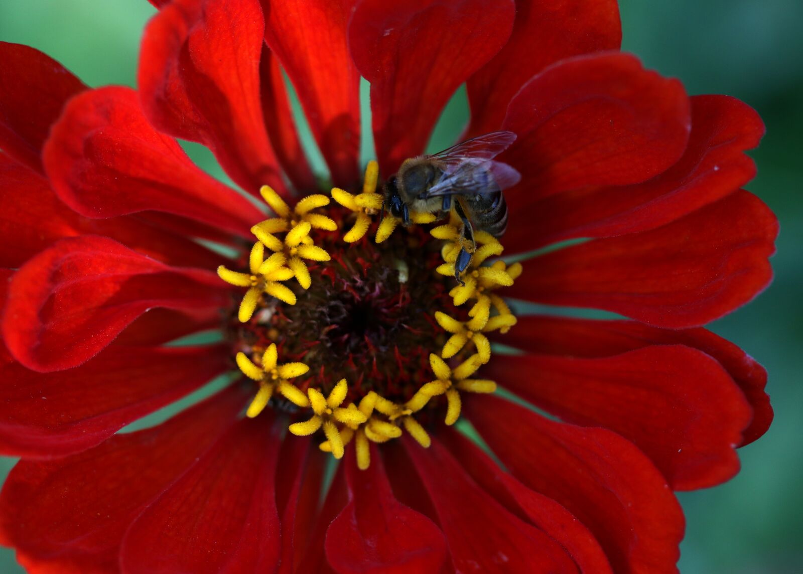 Canon EF-S 60mm F2.8 Macro USM sample photo. Carciumareasa, flower, supplies photography