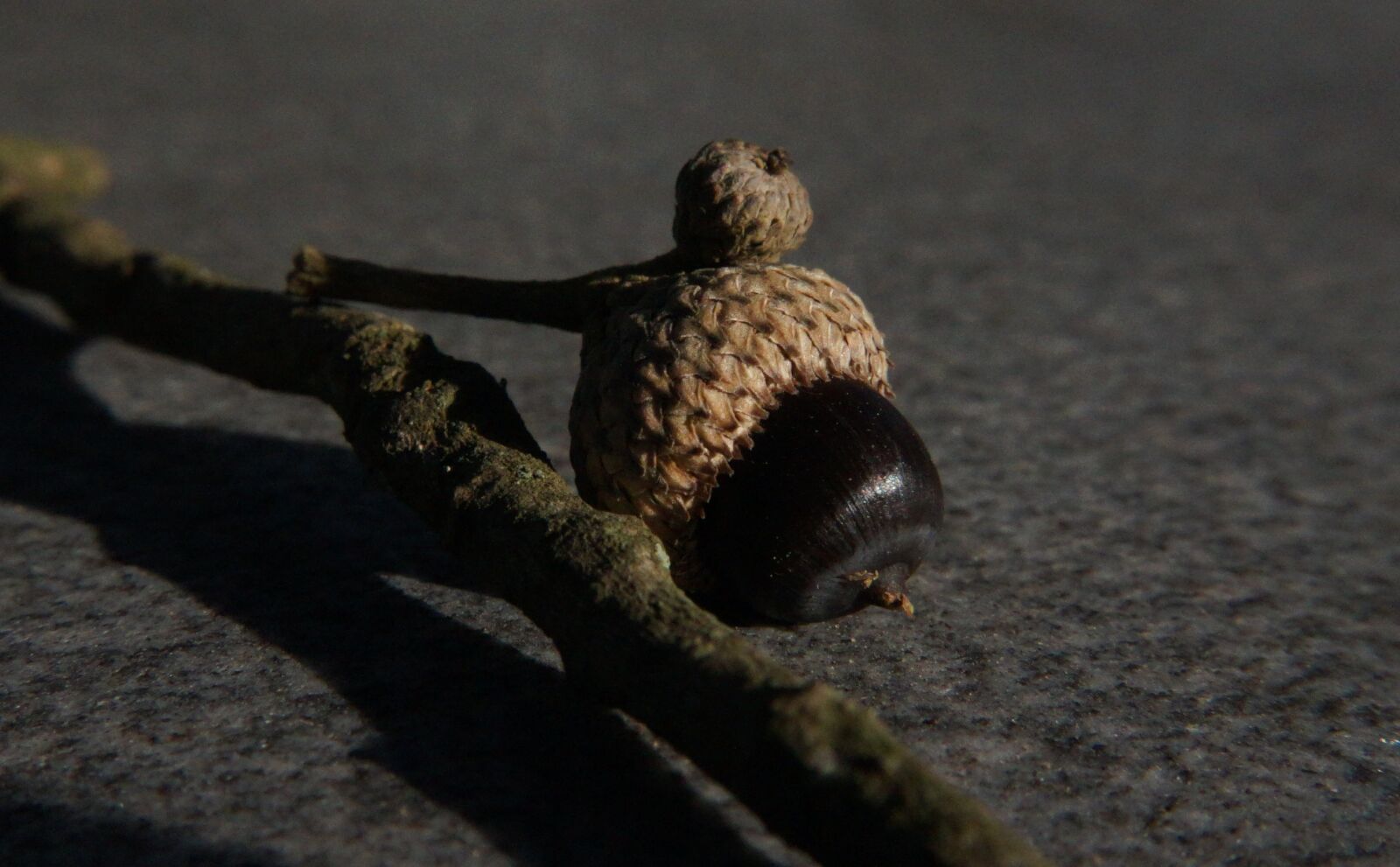 Sony Alpha a5000 (ILCE 5000) sample photo. Acorn, live oak, nut photography