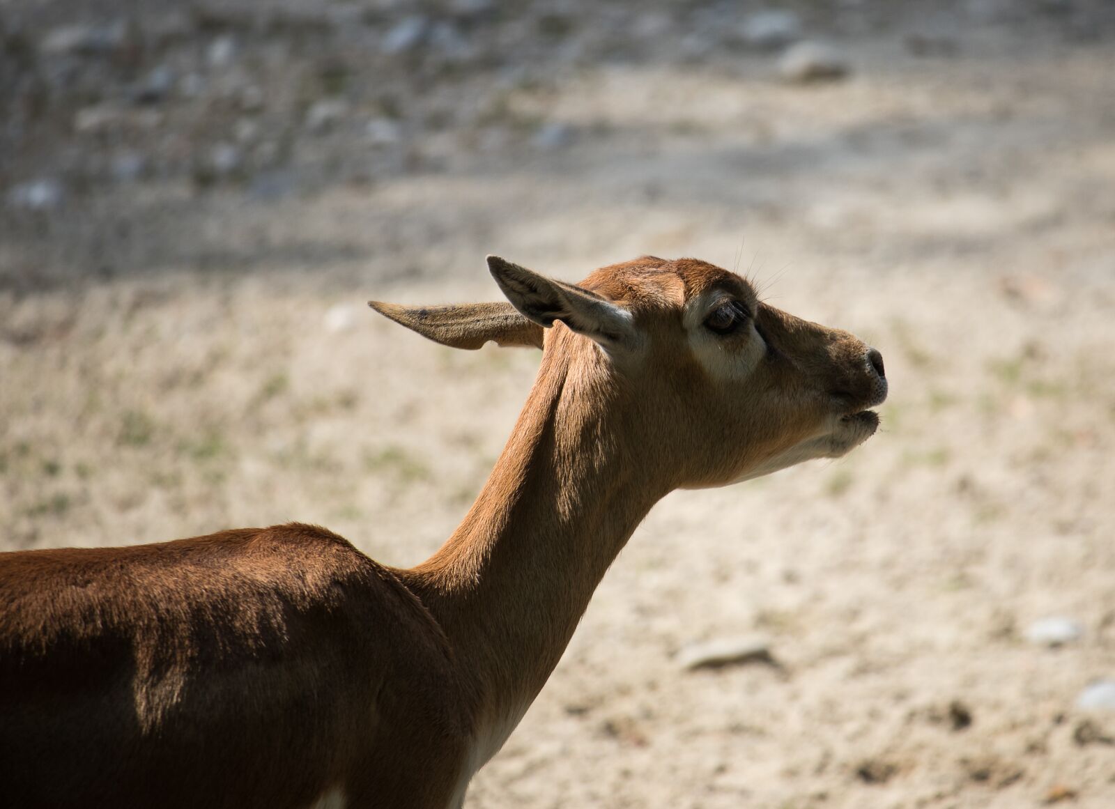 Canon EF-S 55-250mm F4-5.6 IS STM sample photo. Blackbuck, antelope, mammal photography