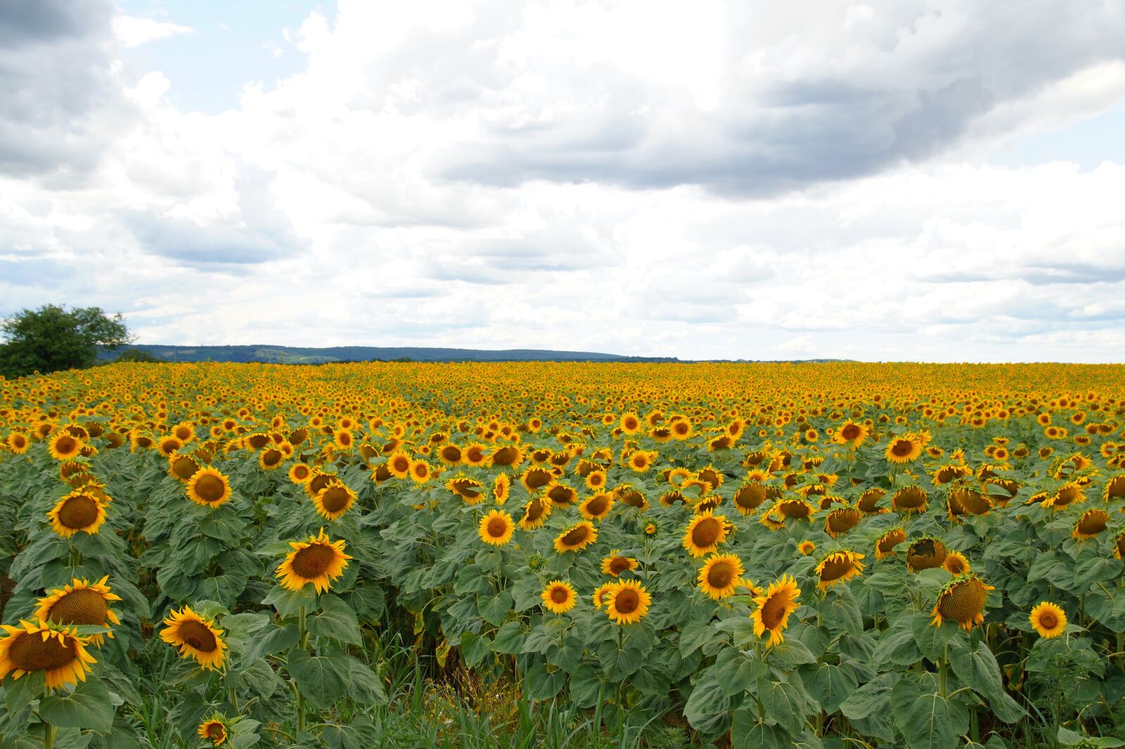 Sony SLT-A58 sample photo. Sunflower, field, summer photography