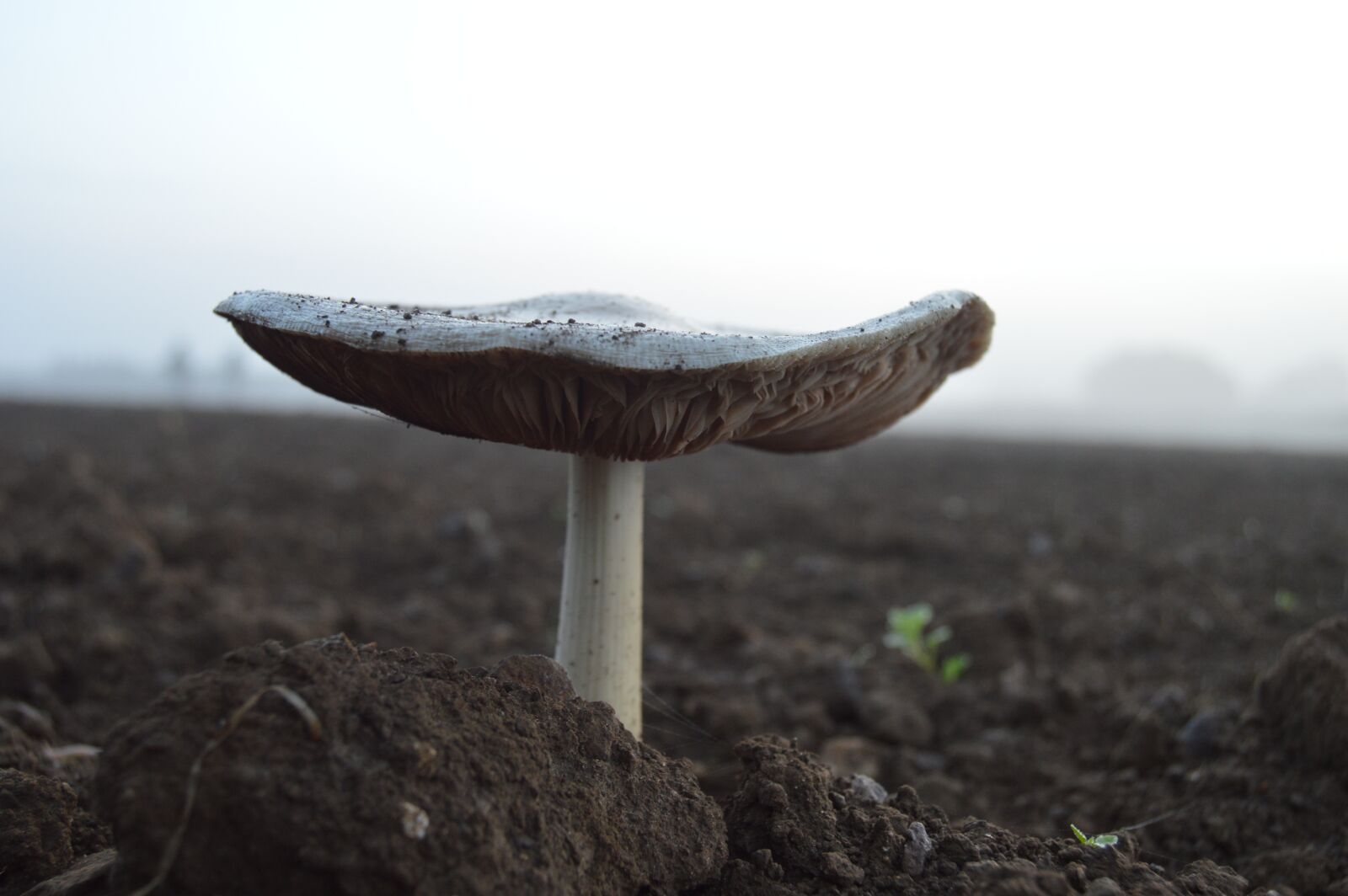 Nikon D3200 sample photo. Mushroom, soil, nature photography