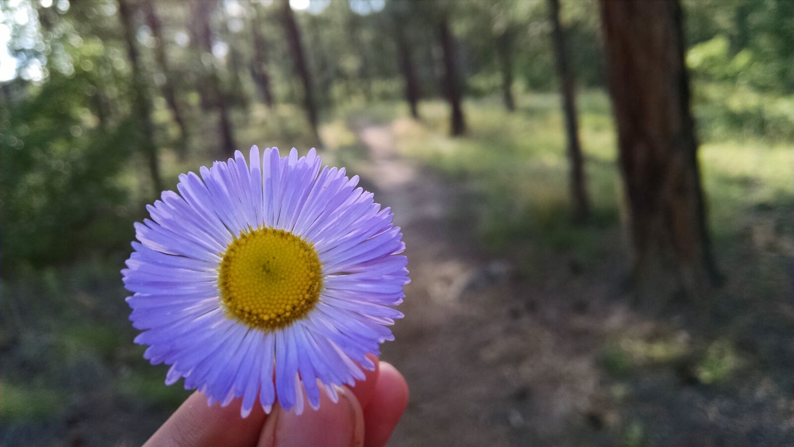Motorola XT1080 sample photo. Blur, blurred, background, flower photography