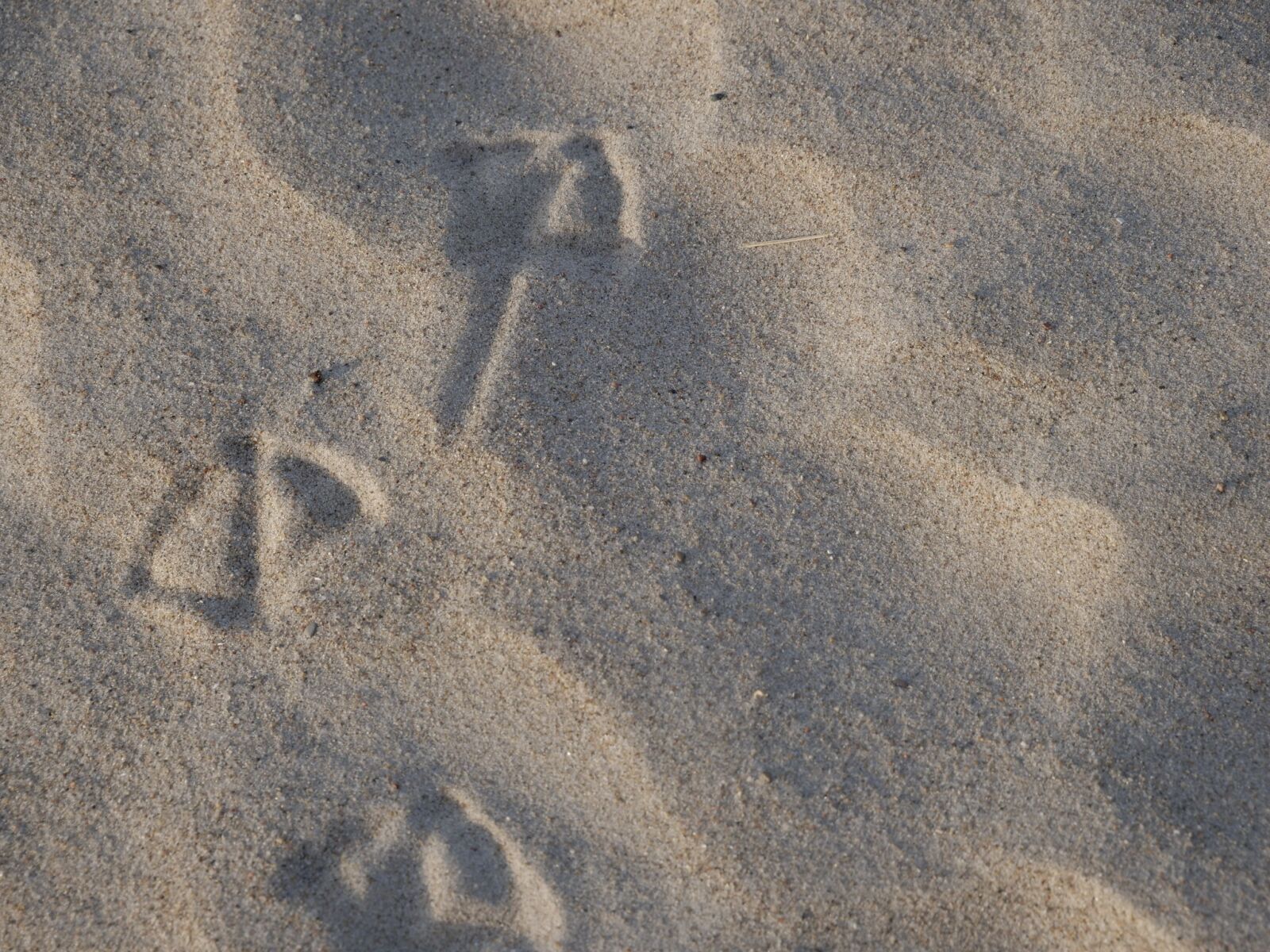 Panasonic Lumix DC-G9 sample photo. Sand, background, footprint photography