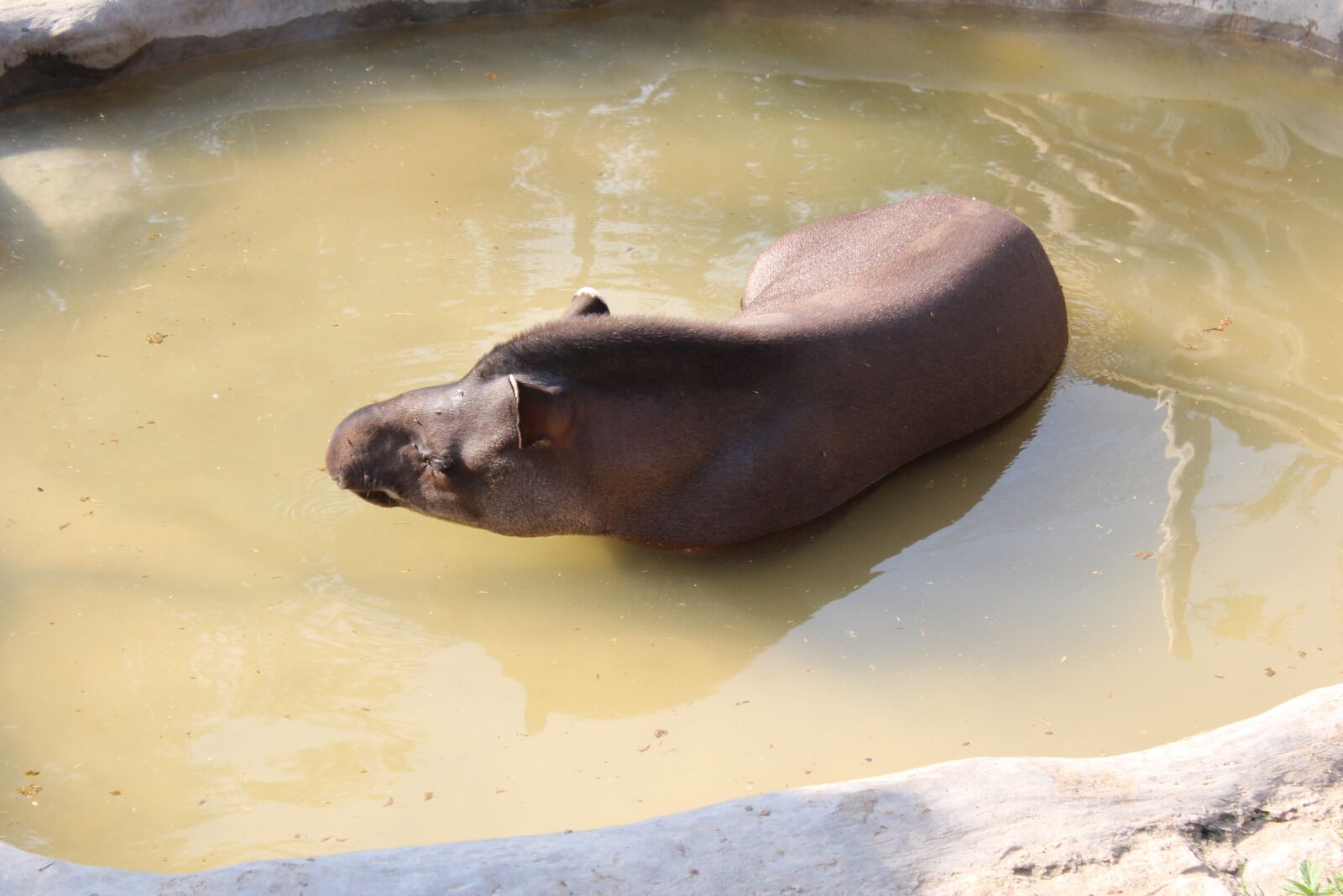 Canon EOS 600D (Rebel EOS T3i / EOS Kiss X5) sample photo. Peccary, animal, zoo photography