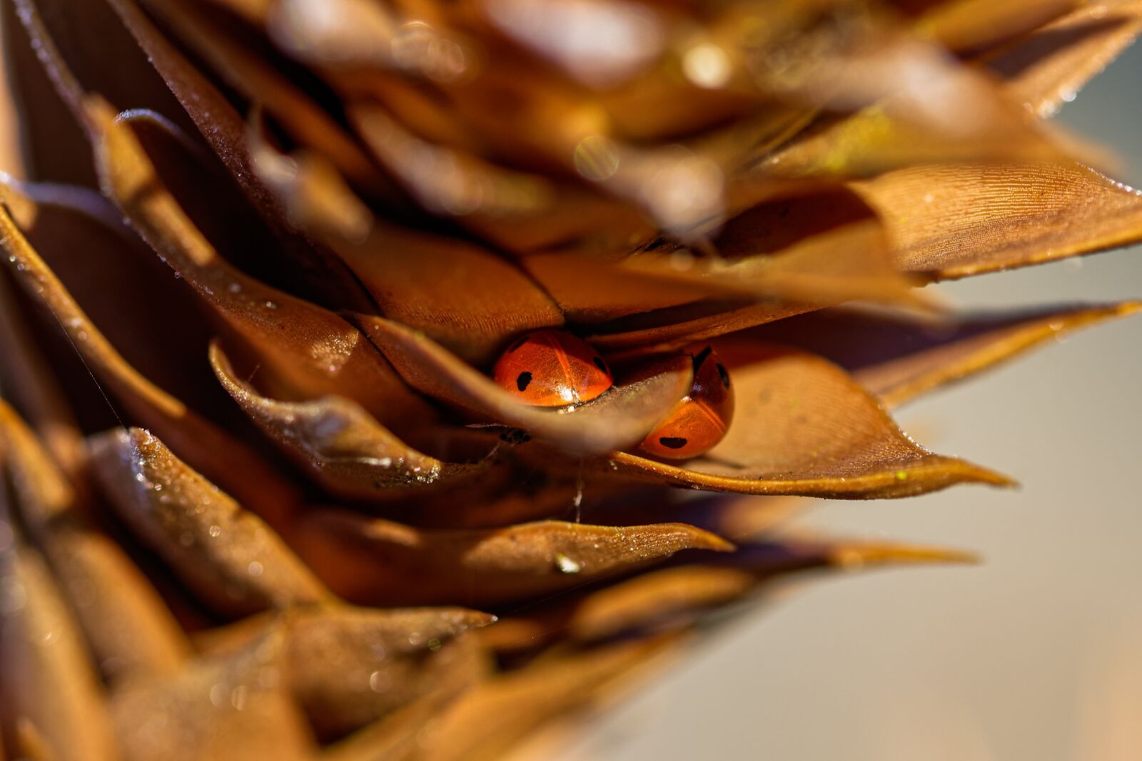 Nikon D7200 sample photo. Ladybug, couple, chilean schmucktanne photography