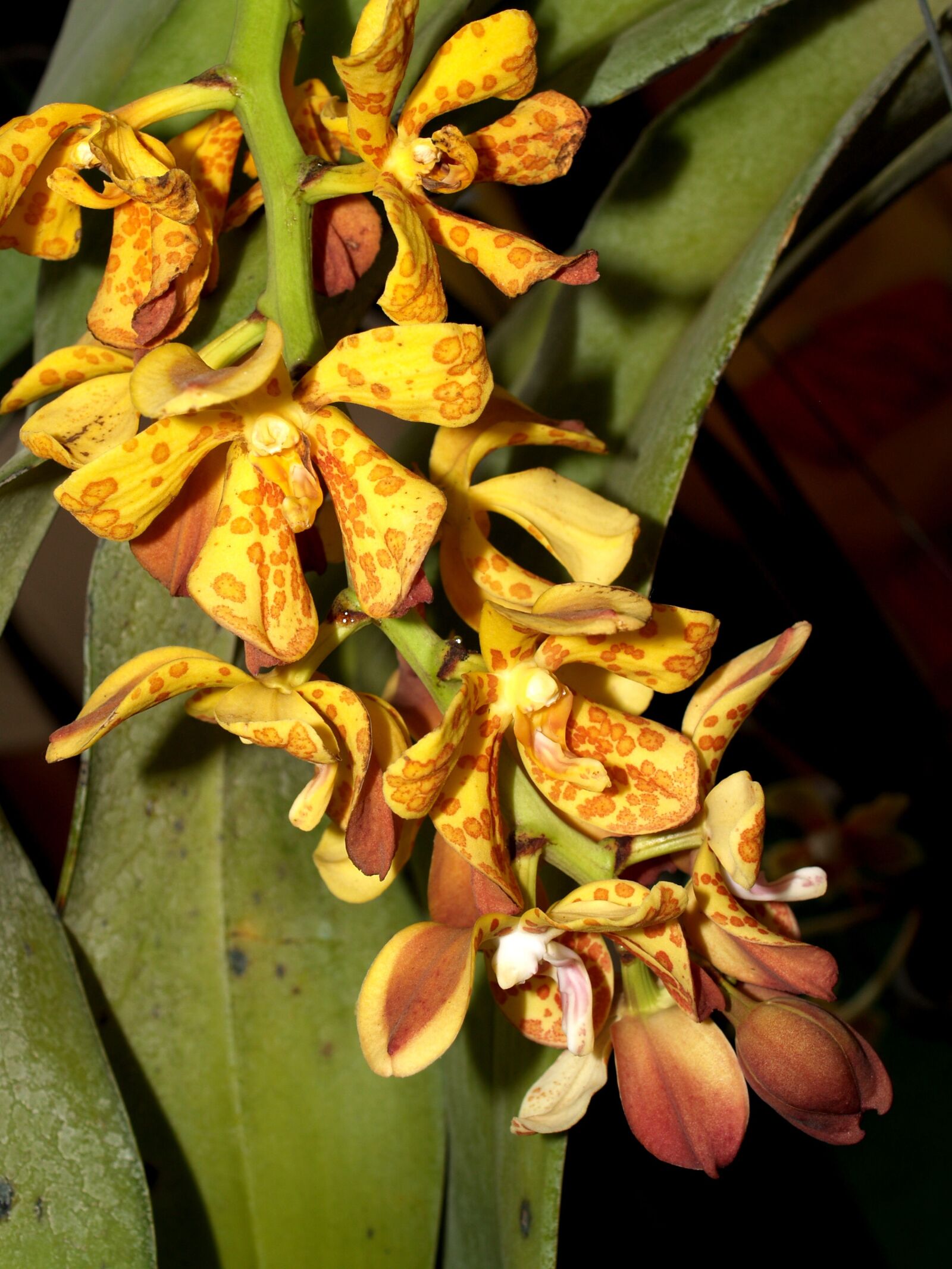 Olympus E-300 (EVOLT E-300) sample photo. Orchid, flower, bright photography
