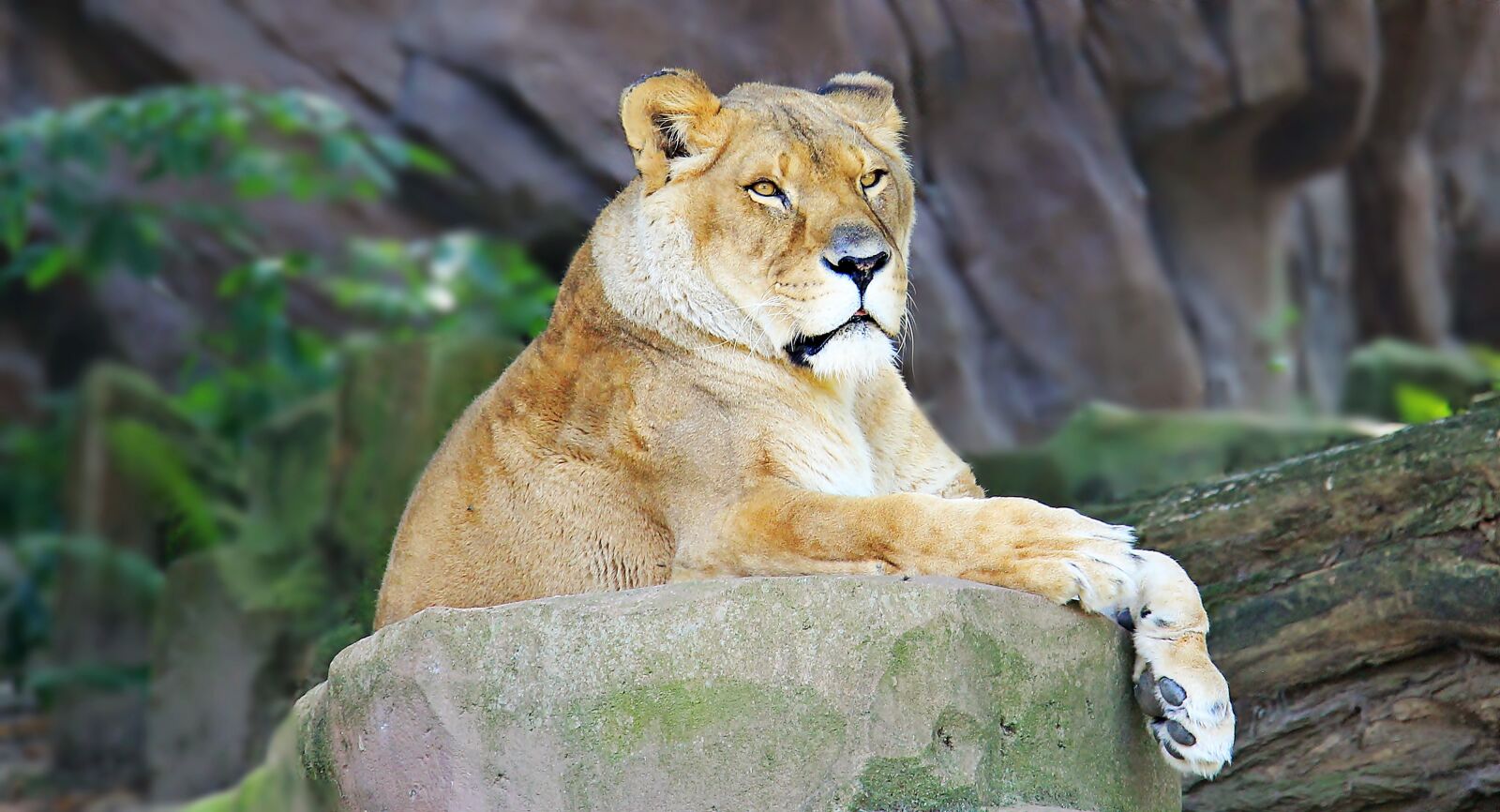Canon EOS 550D (EOS Rebel T2i / EOS Kiss X4) sample photo. Lioness, predator, big cat photography