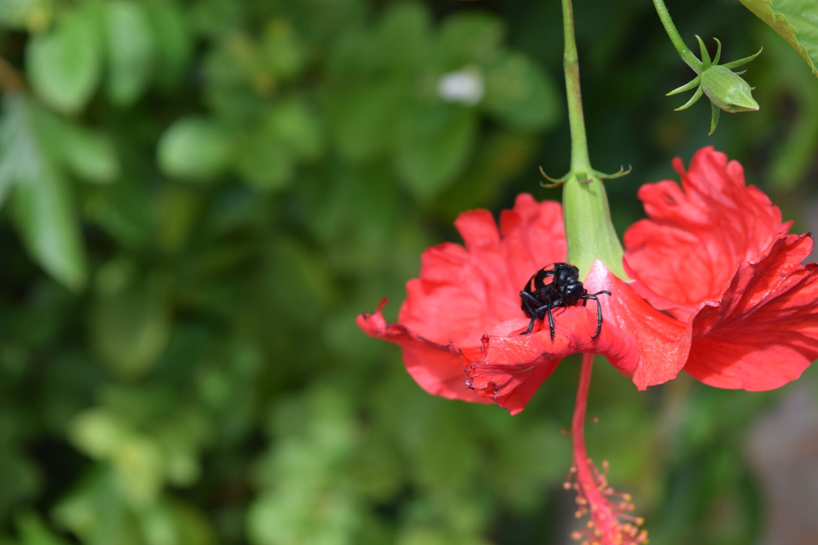 Nikon D3300 sample photo. Flower, india, insect, wildflower photography