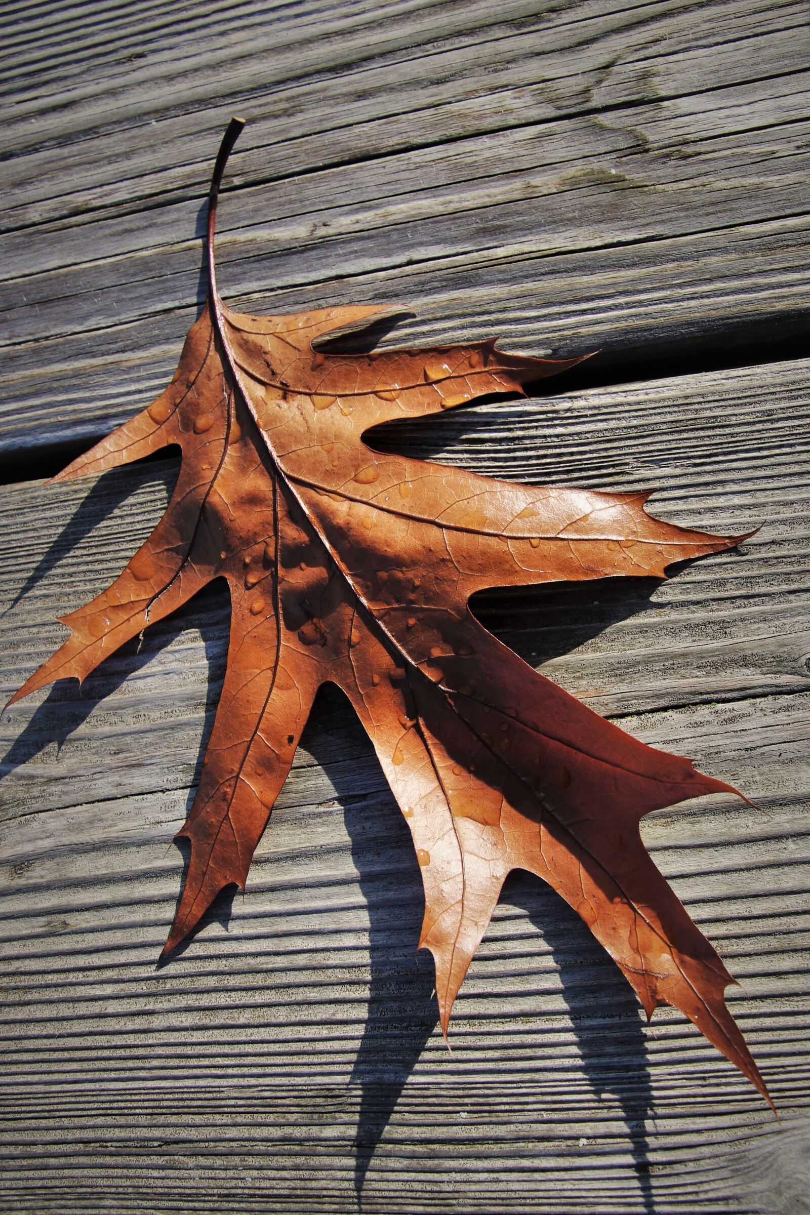 Canon EOS 80D sample photo. In the fall, dry photography