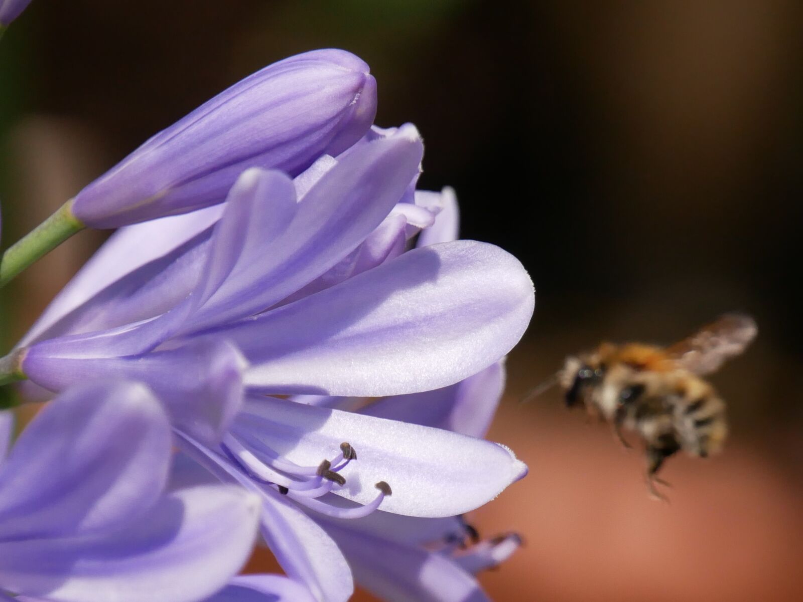 Panasonic Lumix DMC-G85 (Lumix DMC-G80) sample photo. Bee, flower, plant photography