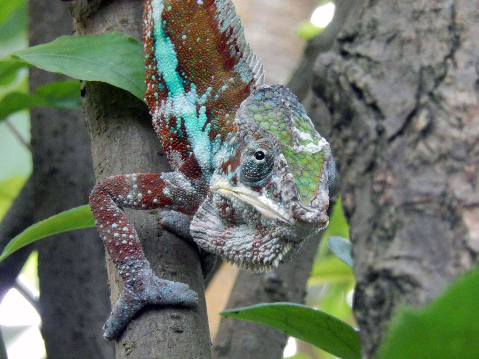 Nikon Coolpix S9500 sample photo. Chameleon, animals, reptile photography