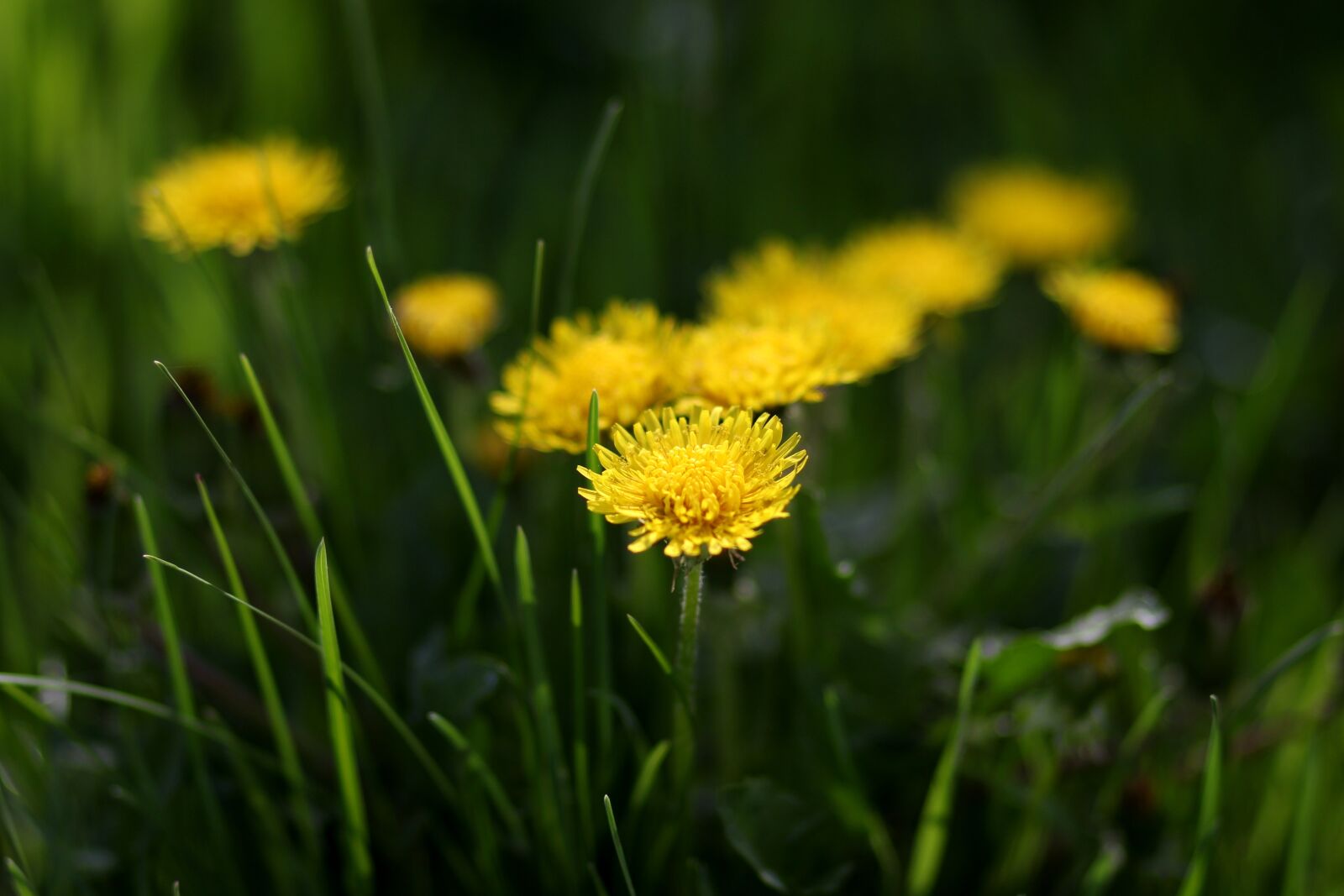 Canon EF 85mm F1.8 USM sample photo. Dandelion, yellow, flower photography