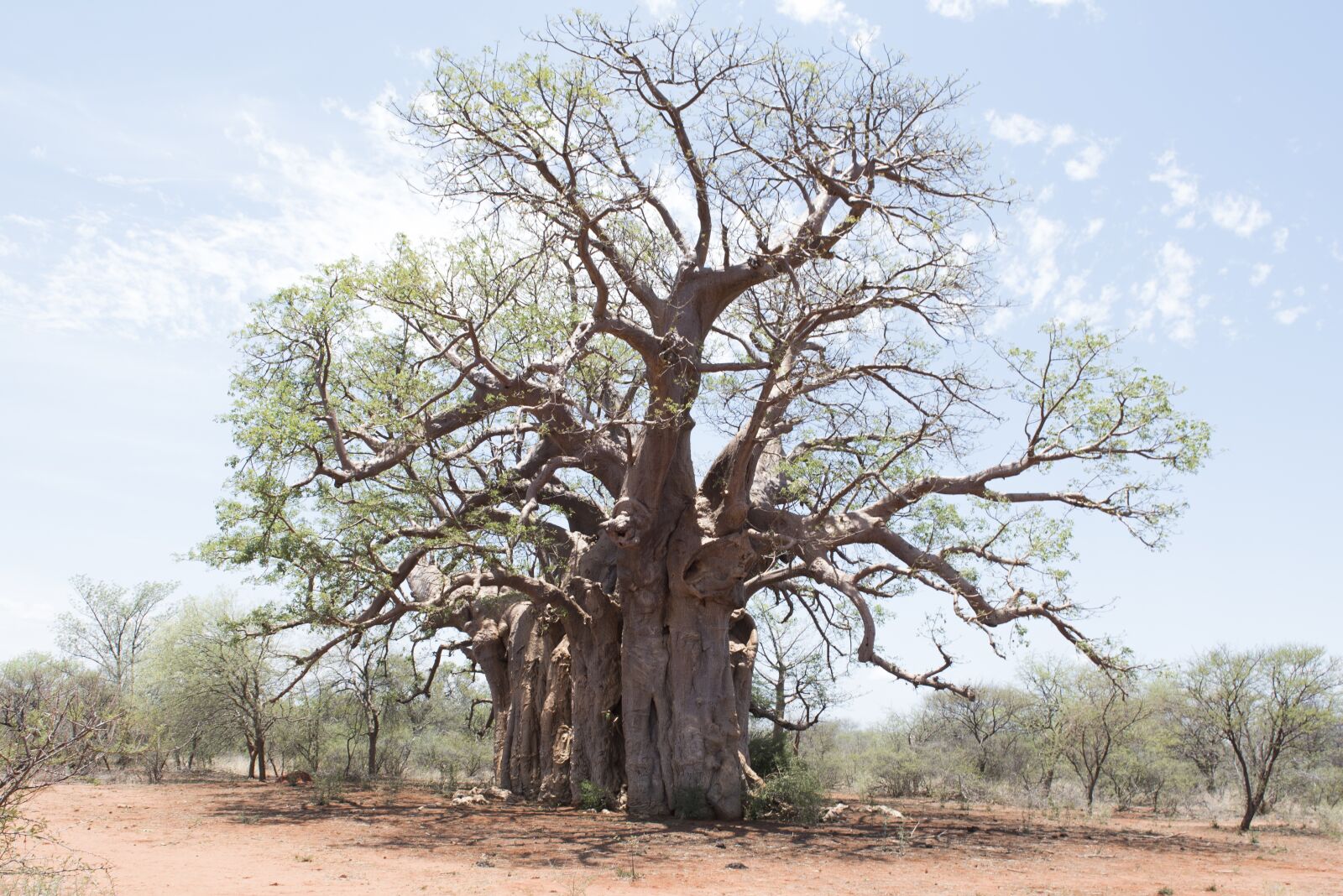 Nikon D750 sample photo. Tree, boabab, landscape photography
