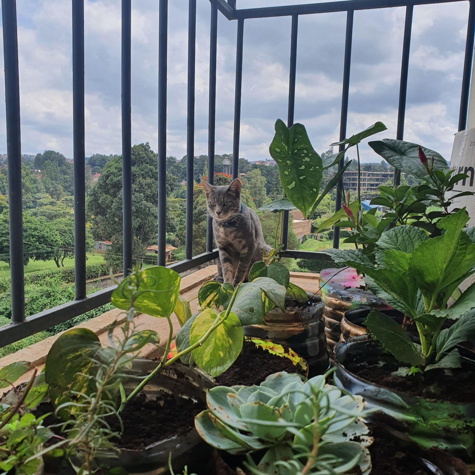 Samsung Galaxy S10 sample photo. Garden, cat, domestic photography