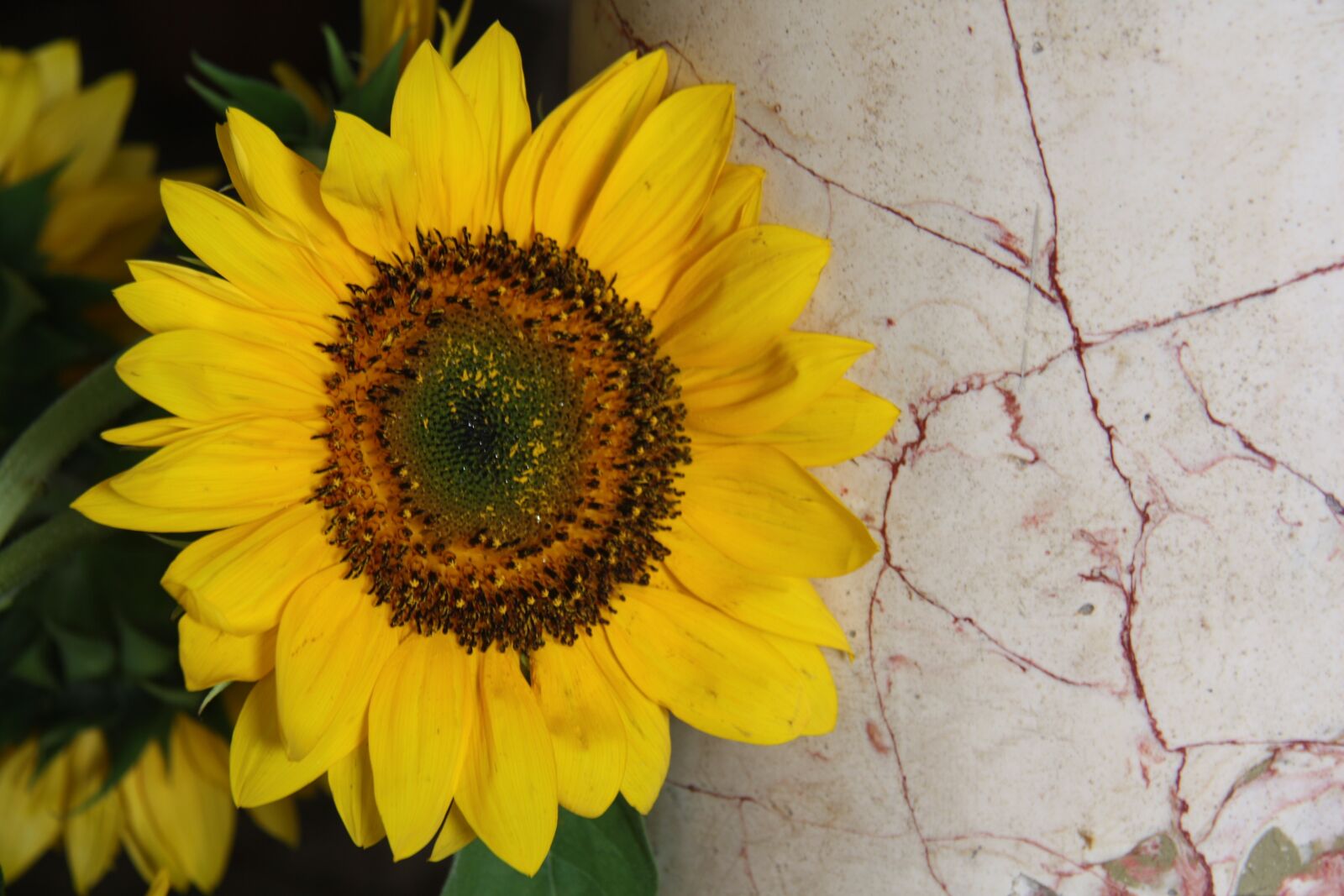 Canon EOS 450D (EOS Rebel XSi / EOS Kiss X2) sample photo. Yellow, sunflower, plant photography