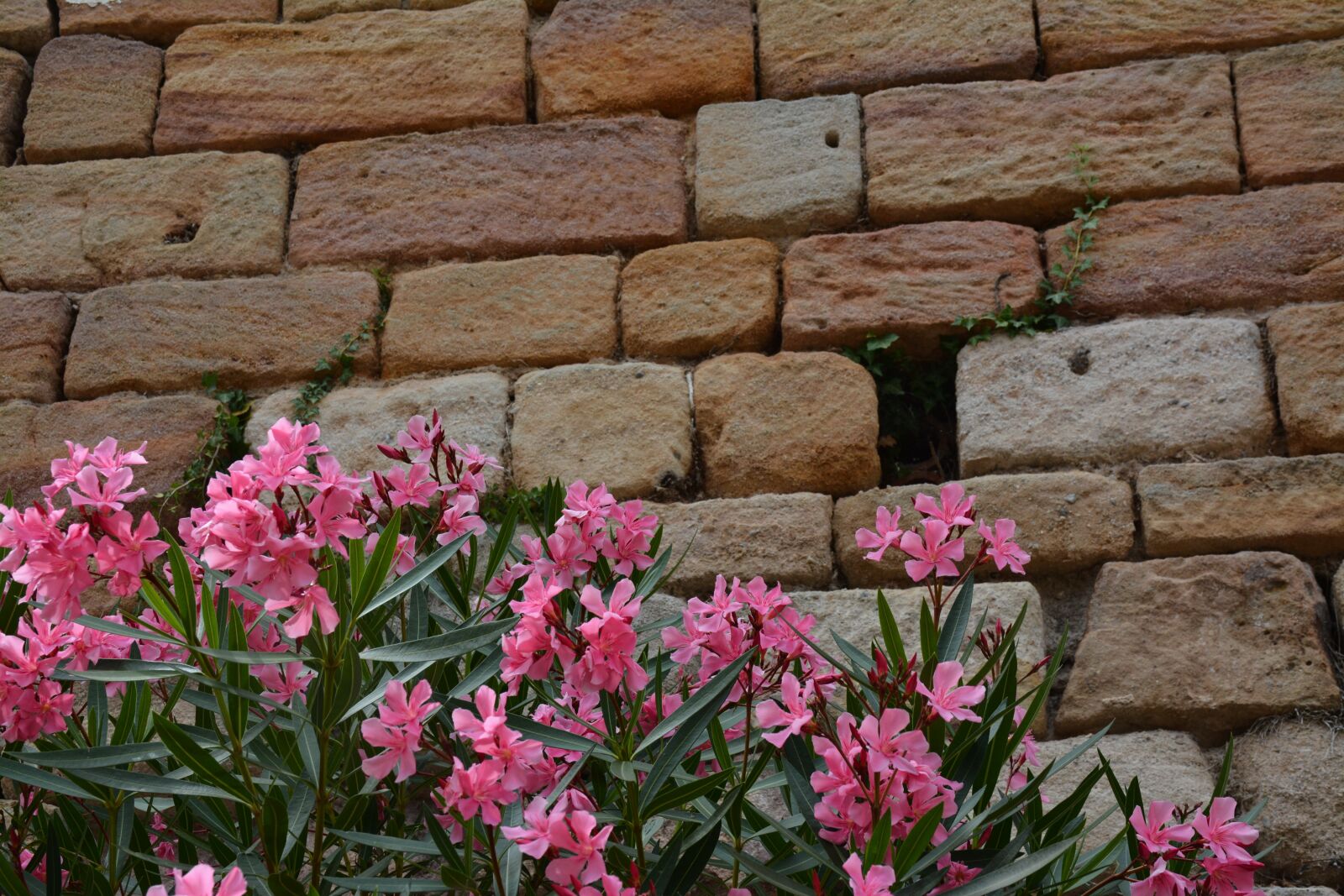 Nikon D7100 sample photo. Bricks, nerium oleander, flowers photography