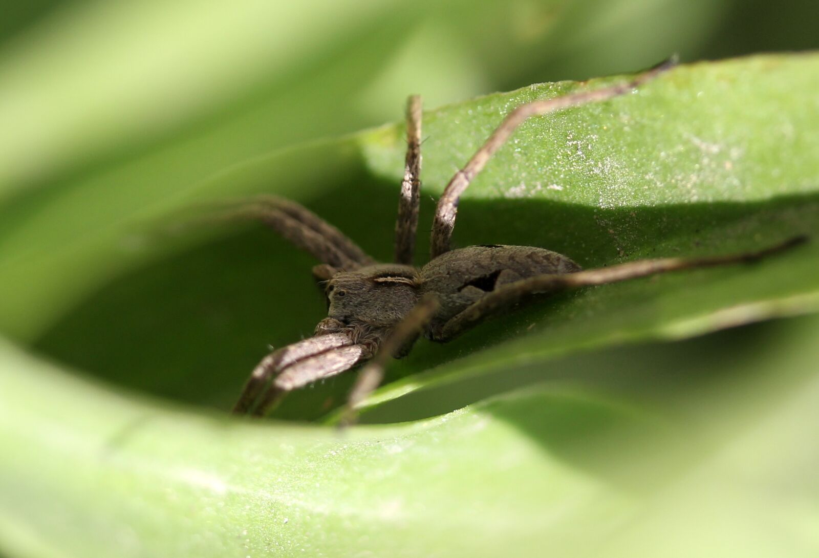 Canon EF-S 60mm F2.8 Macro USM sample photo. Spider, arachnid, gray photography
