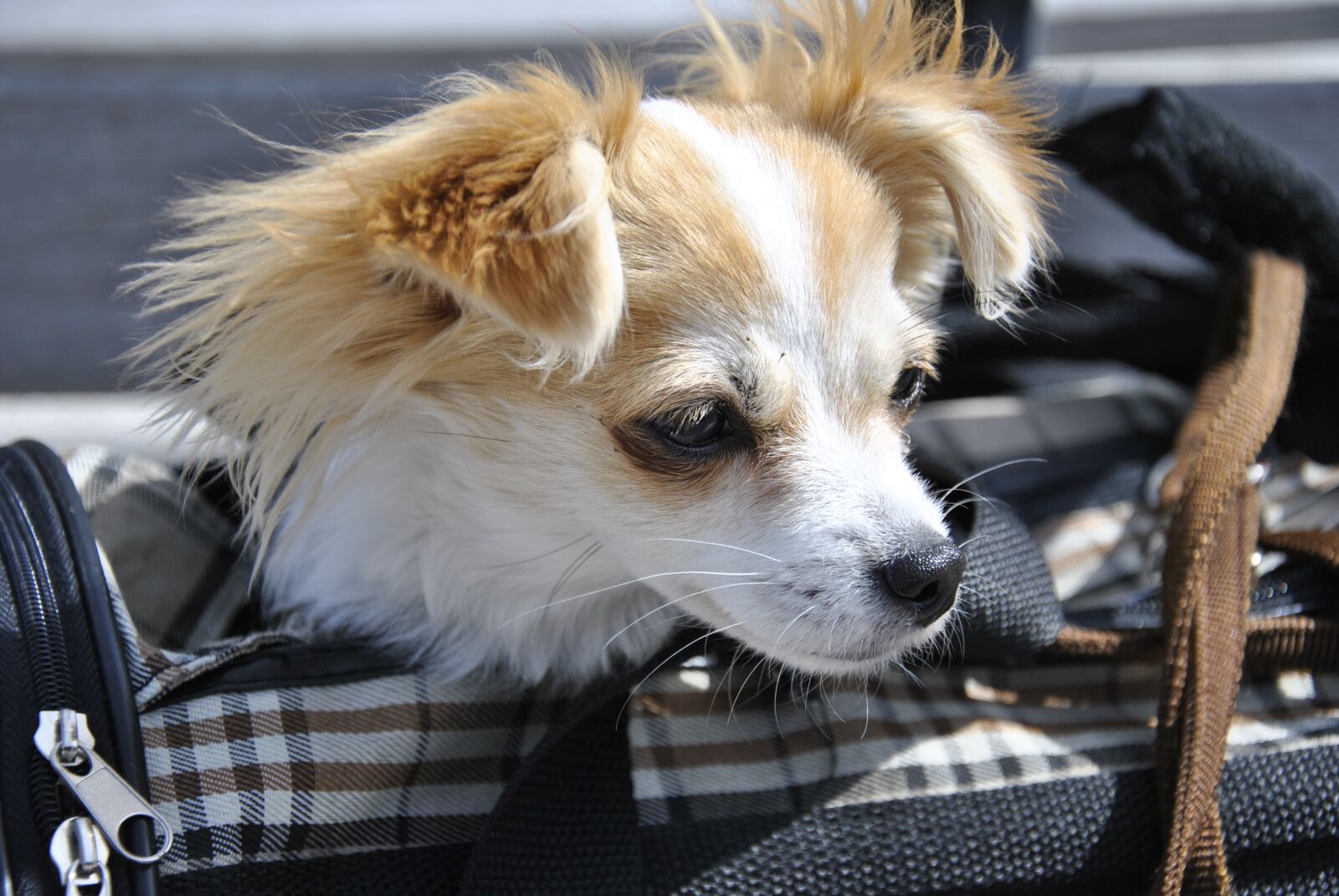 Nikon D3000 sample photo. Pet, dog, cute photography