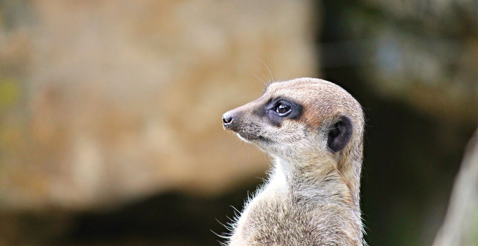 Canon EOS 1100D (EOS Rebel T3 / EOS Kiss X50) sample photo. Meerkat, mongoose, scharrtier photography