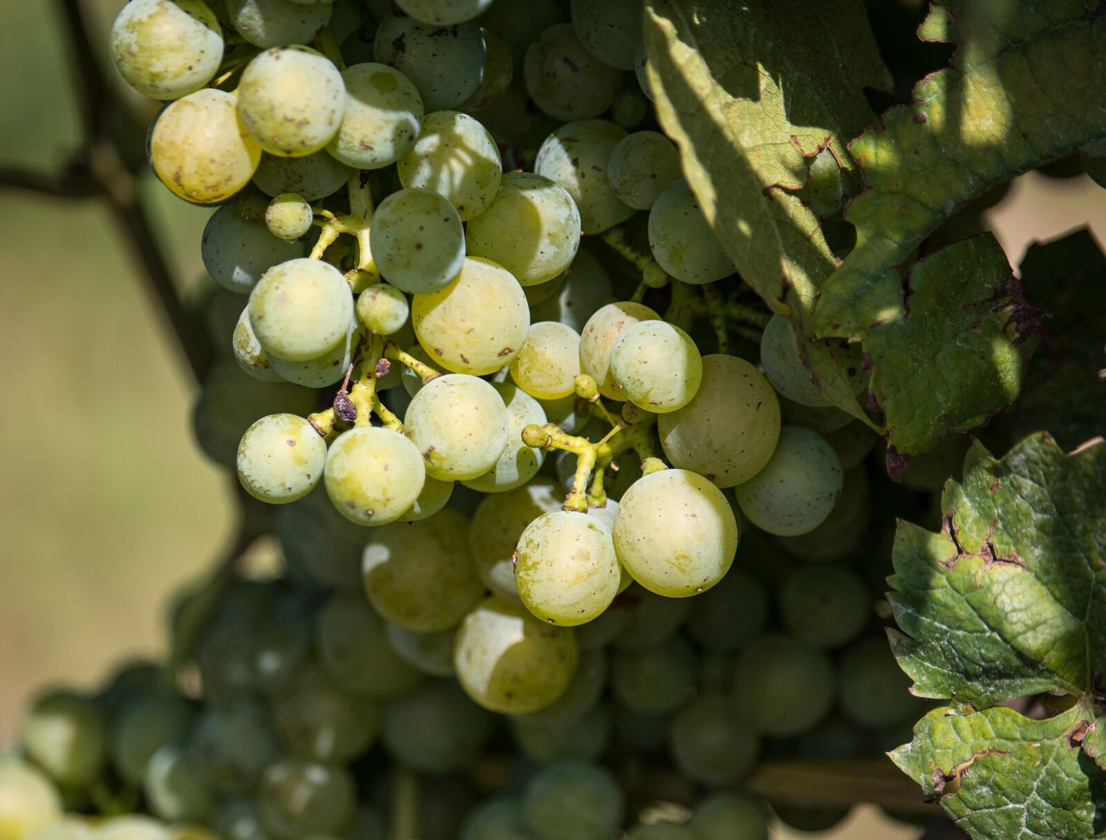 Canon EF-S 55-250mm F4-5.6 IS STM sample photo. Grapes, vines stock, wine photography