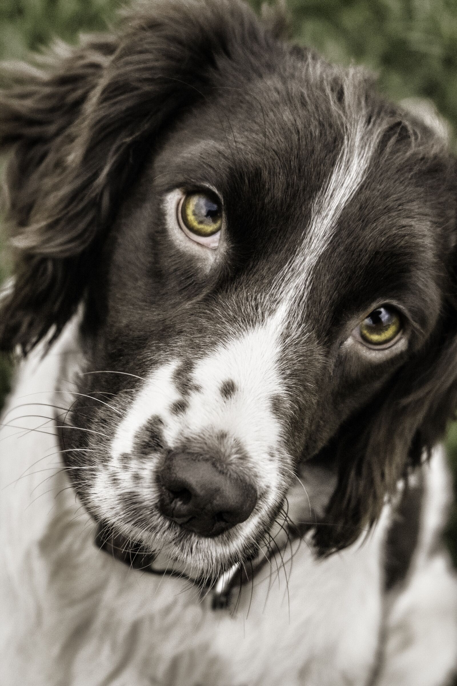 Fujifilm XC 16-50mm F3.5-5.6 OIS II sample photo. Dog, springer, face photography