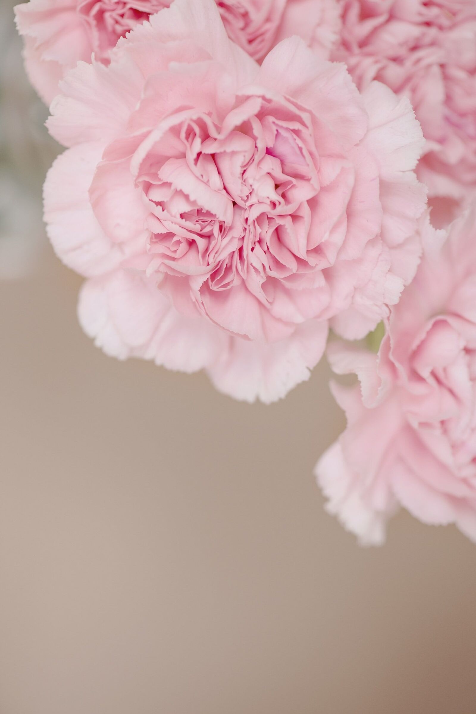 Nikon D750 sample photo. Cloves, flower, pink photography