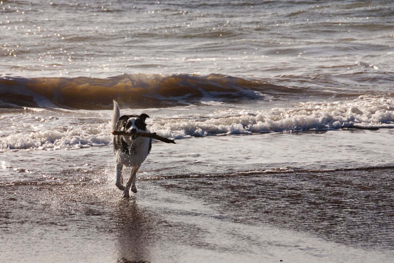 Nikon D80 sample photo. Dog, beach, sea photography