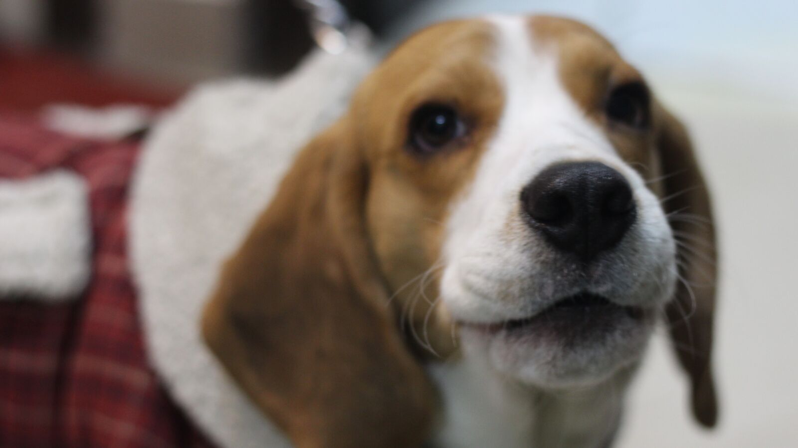 Canon EOS 700D (EOS Rebel T5i / EOS Kiss X7i) sample photo. Dog, pet, p photography