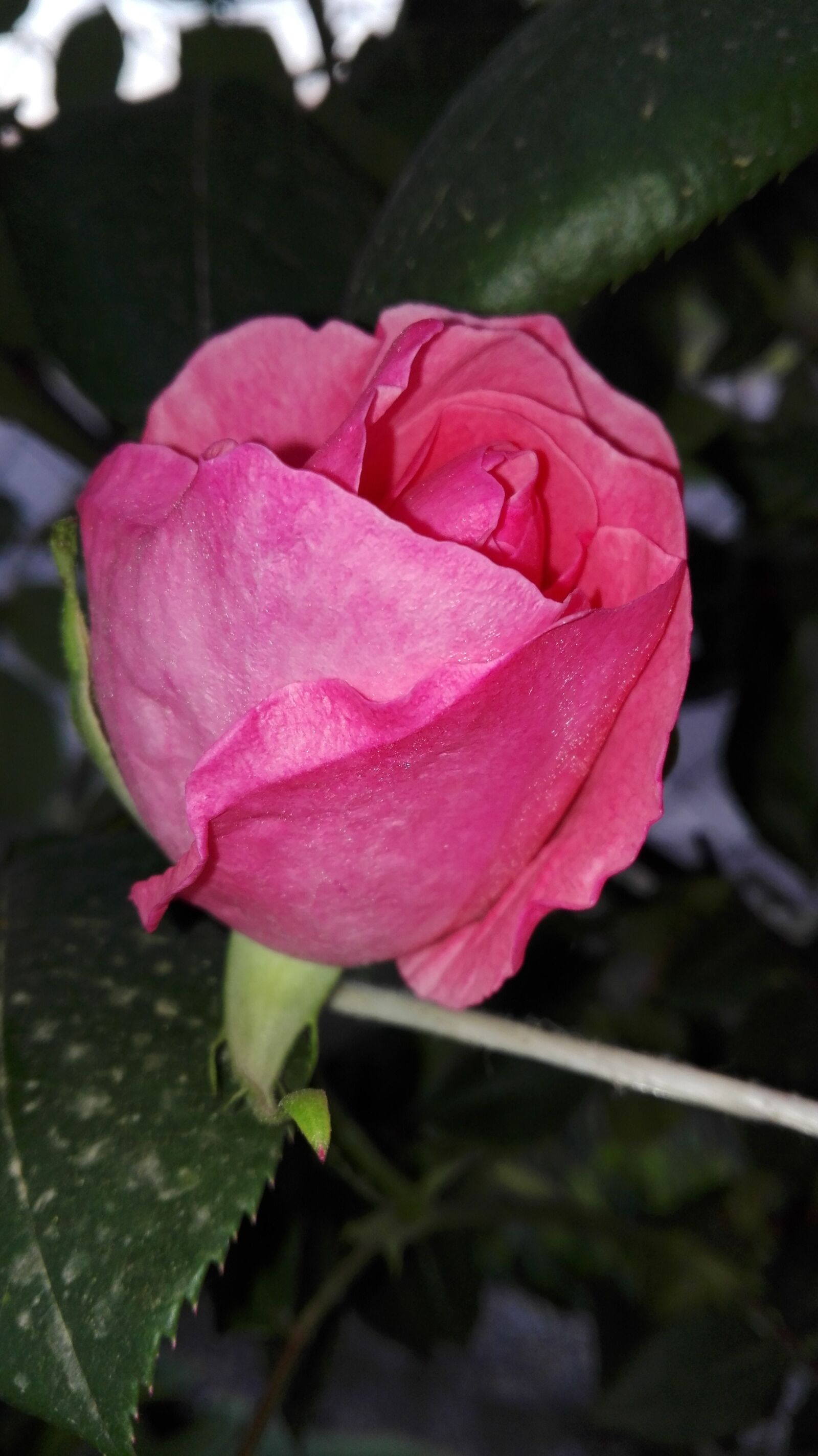 HUAWEI P8 Lite sample photo. Flower, nature, flora photography