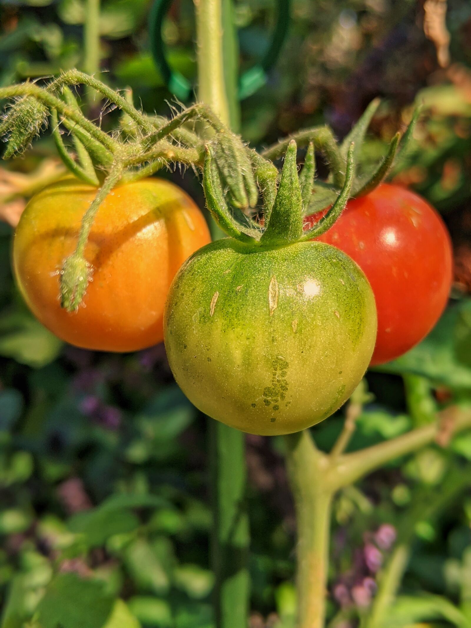 Google Pixel 3 XL sample photo. Tomatoes, tomato cluster, fruit photography