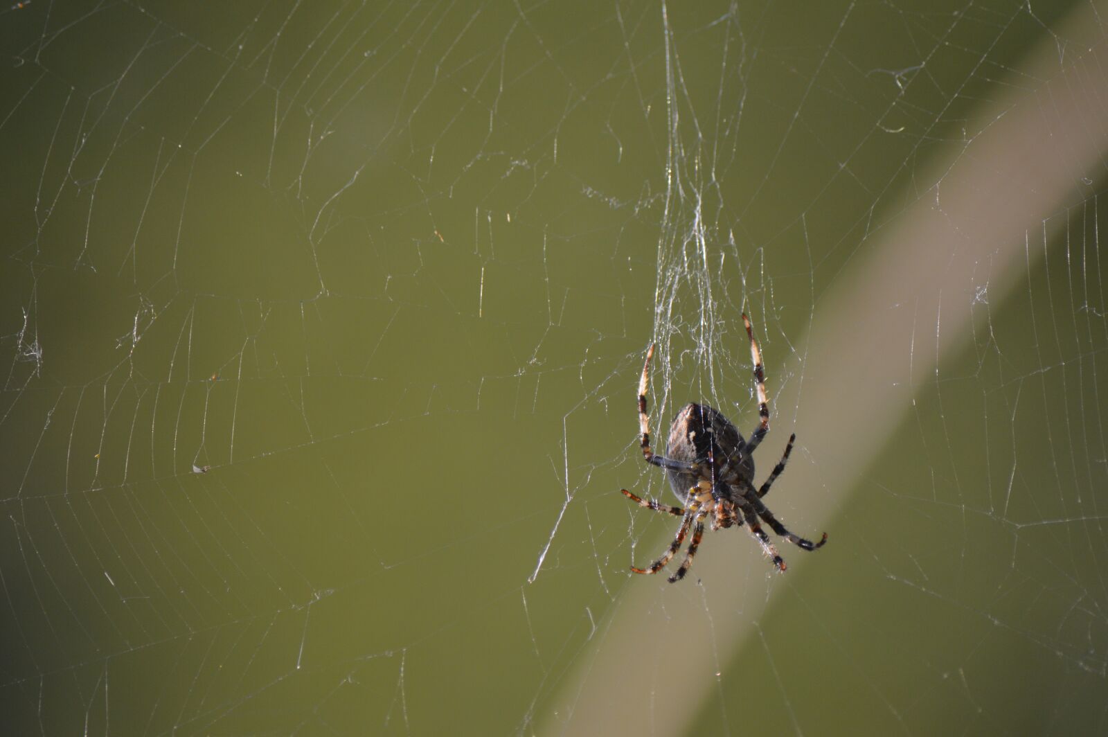 Nikon D3200 sample photo. Spider, insect, animal photography