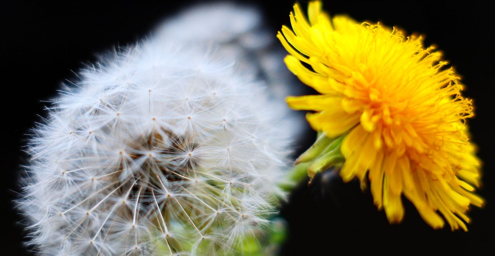 Panasonic Lumix DMC-LX10 (Lumix DMC-LX15) sample photo. Dandelion, nature, plant photography