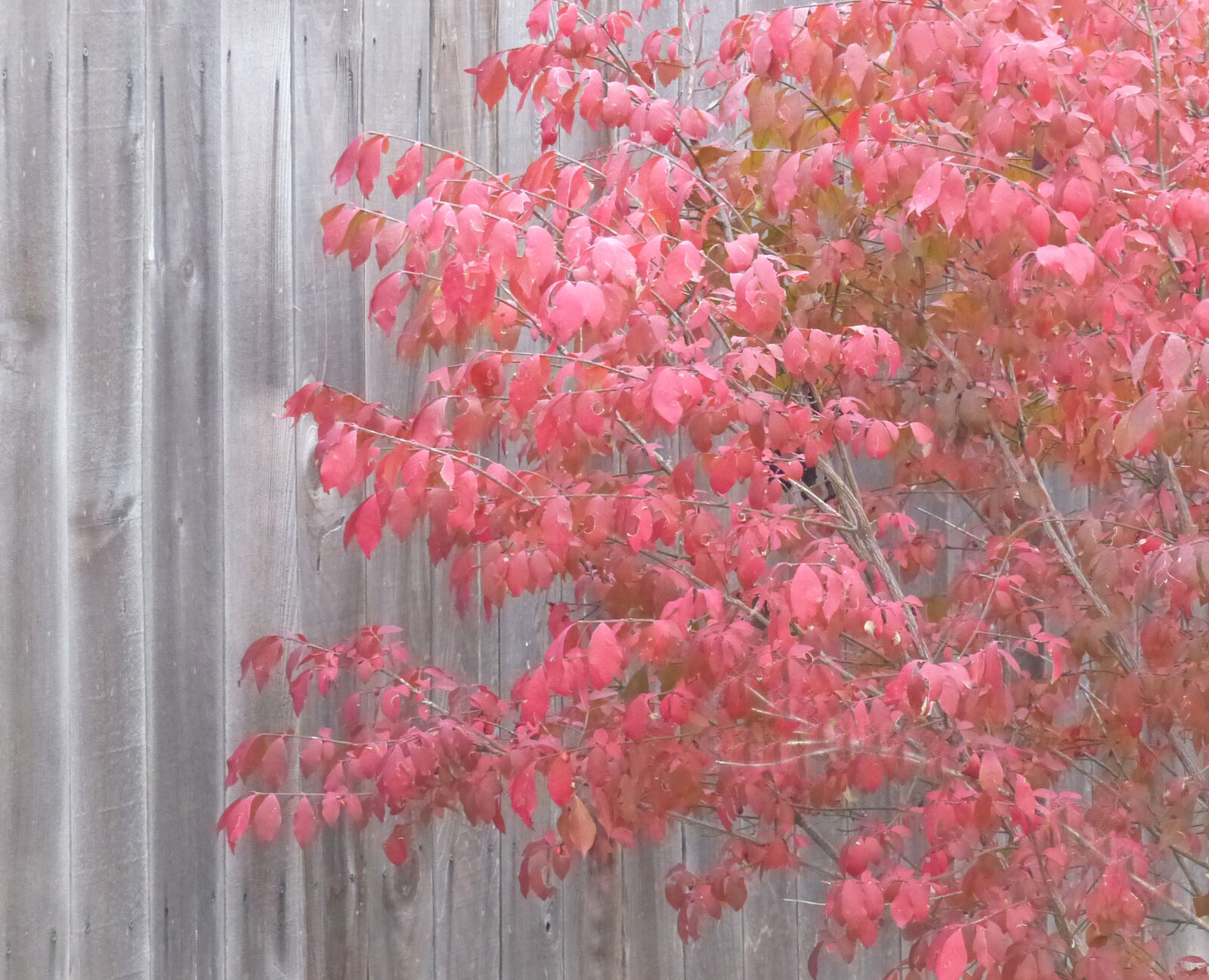 Leica V-Lux 4 sample photo. Fall, foliage photography