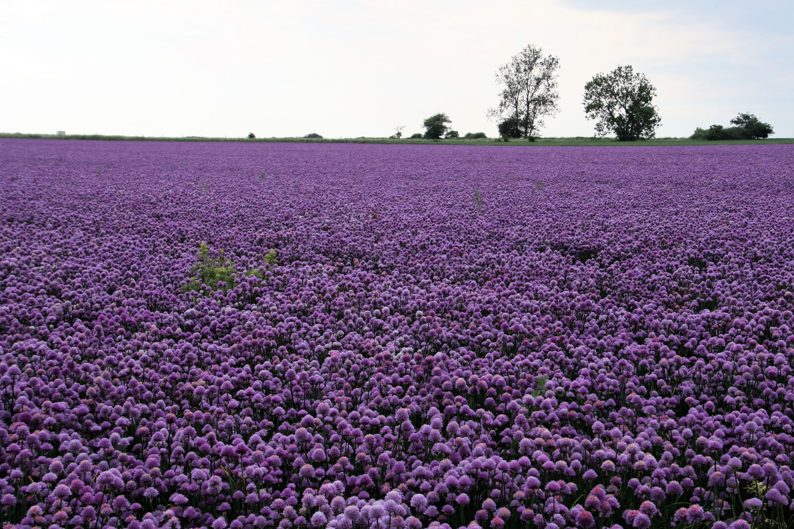 Canon EOS 7D Mark II sample photo. Farm, flower, field, flowers photography