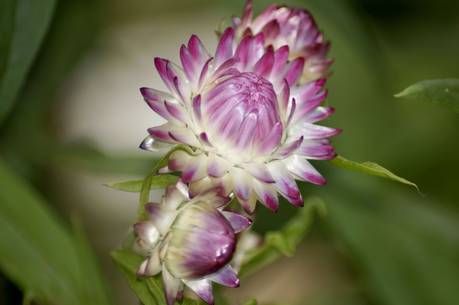 Sony SLT-A58 sample photo. Italicum, flower, blossom photography