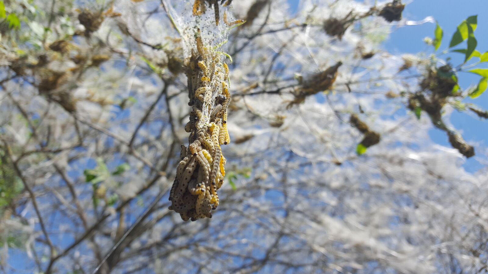 Samsung GALAXY S6 edge sample photo. Nature, insect, caterpillar photography