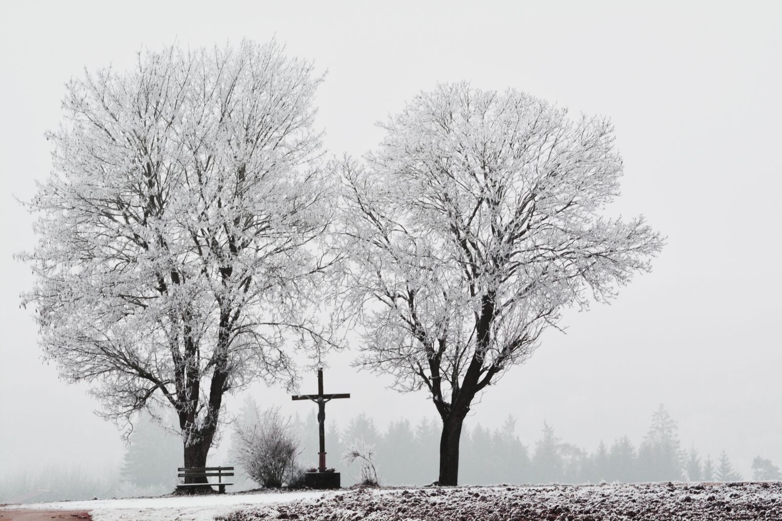 Nikon D5200 sample photo. Frost, winter, cold photography