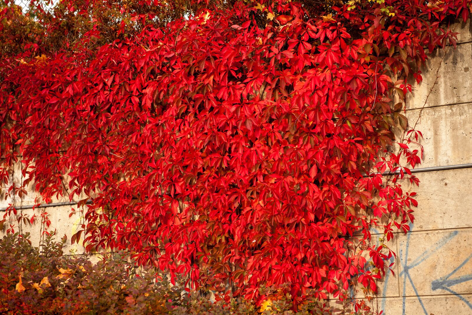 Canon EOS 5D Mark II sample photo. Autumn, fall, nature photography