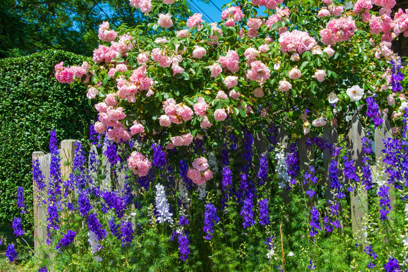 Nikon D800 sample photo. Roses, blossom, home photography