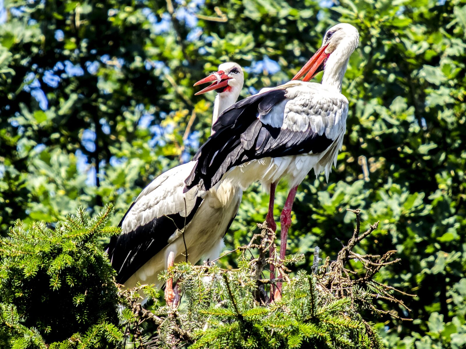 Olympus E-5 sample photo. White stork, stork, bird photography