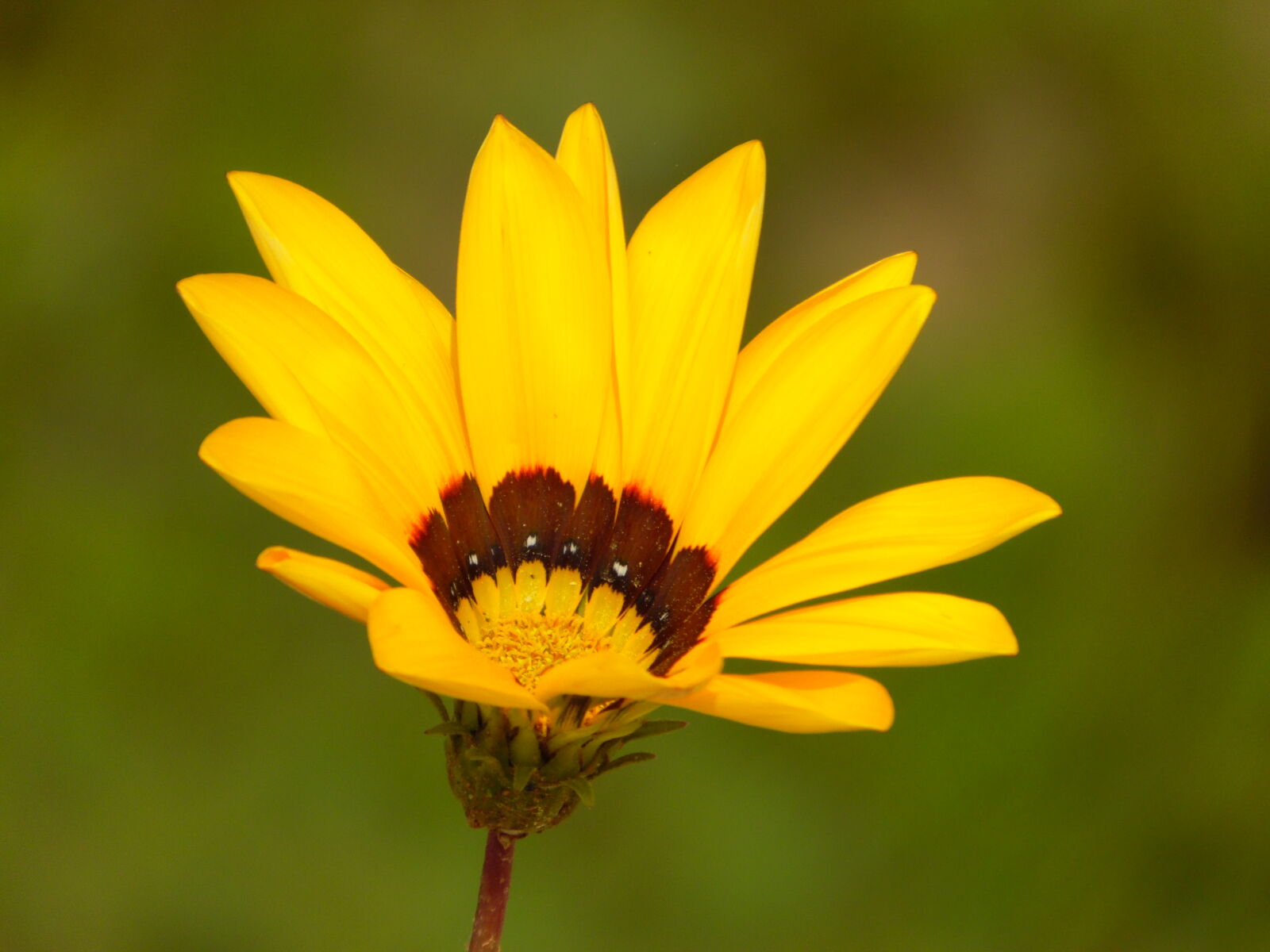 Samsung WB1100F/WB1101F/WB1102F sample photo