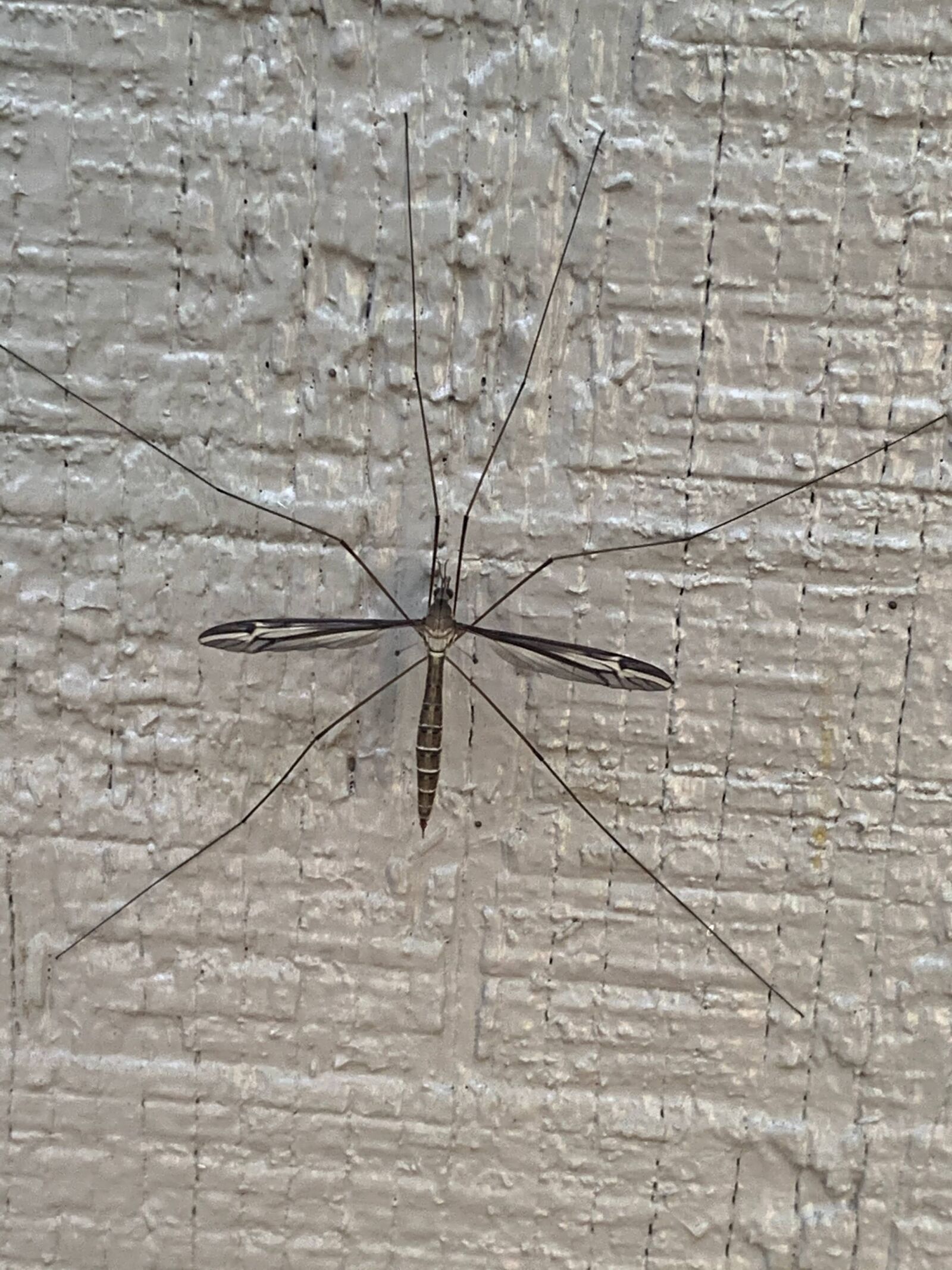 iPhone XR back camera 4.25mm f/1.8 sample photo. Fly, crane fly, insect photography