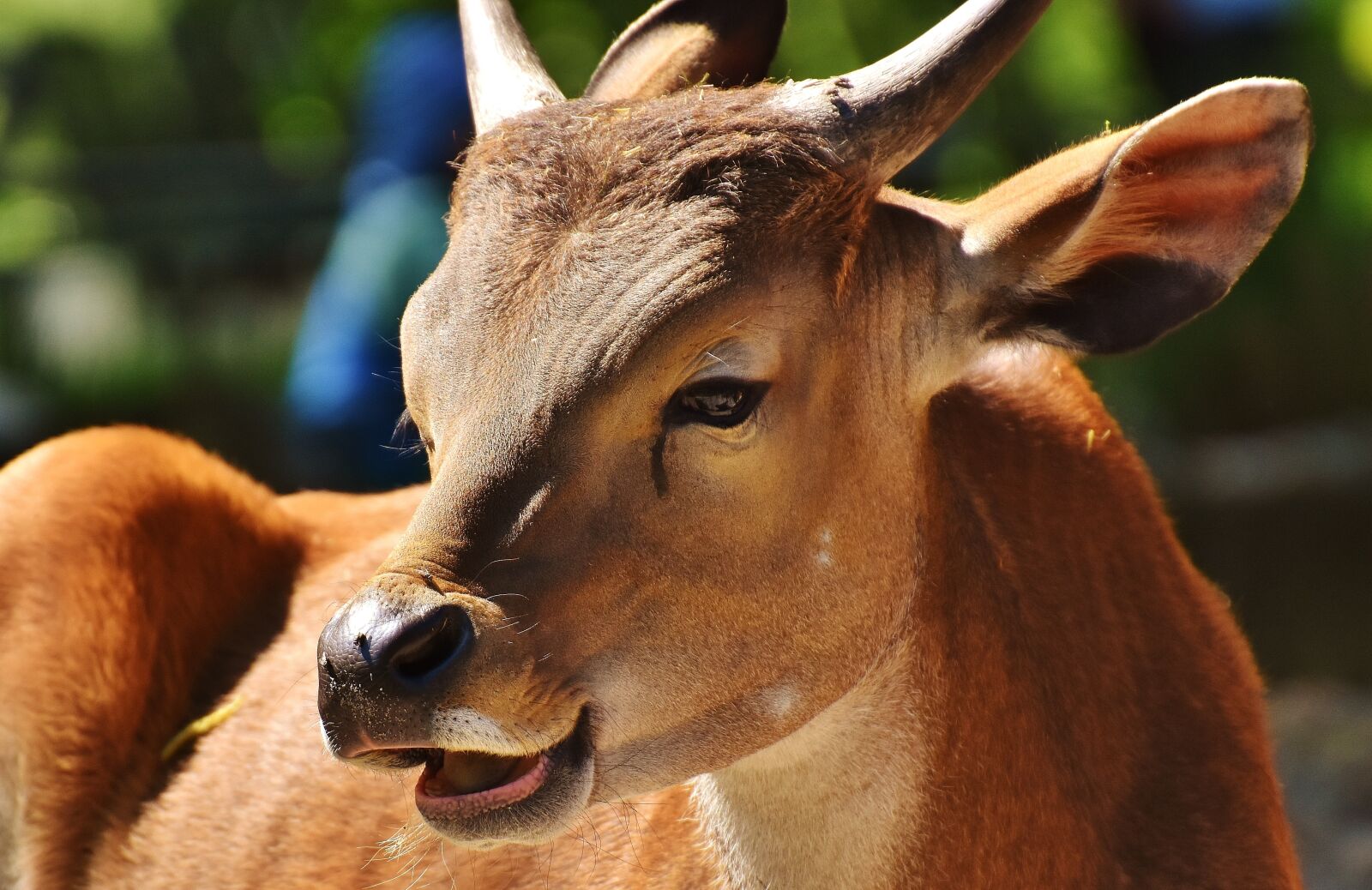 Nikon D7200 sample photo. Banteng, beef, bos javanicus photography
