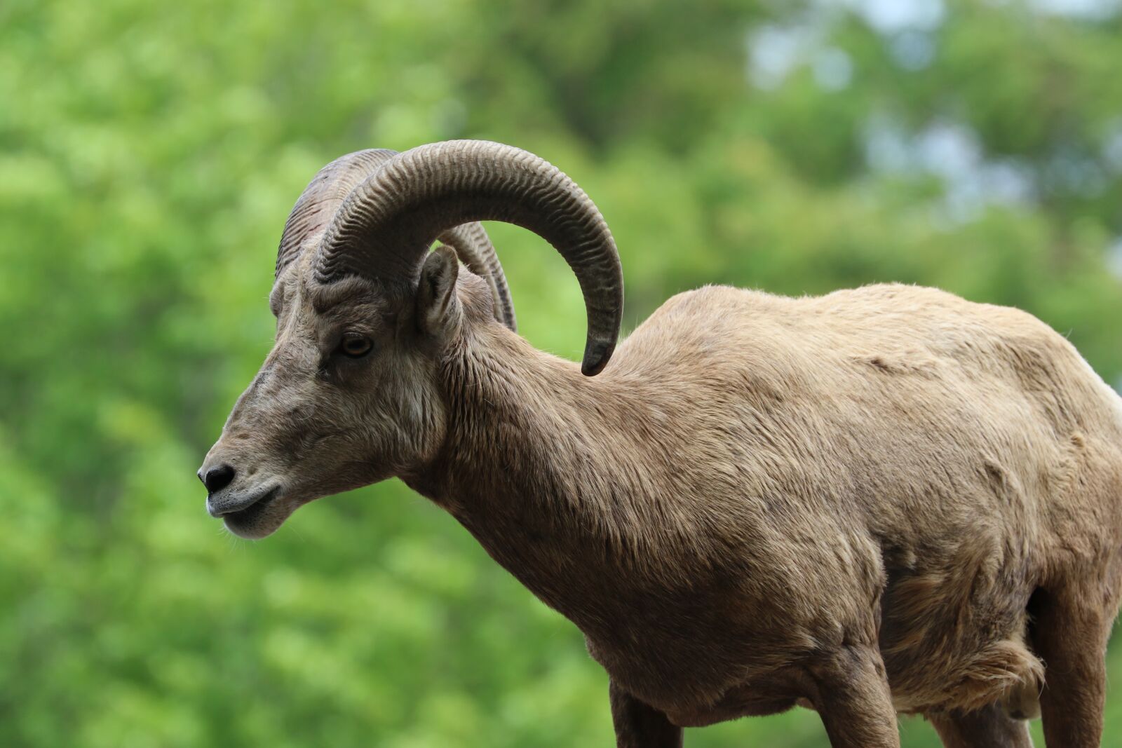 Canon EOS 7D Mark II sample photo. Goat, animal, horns photography