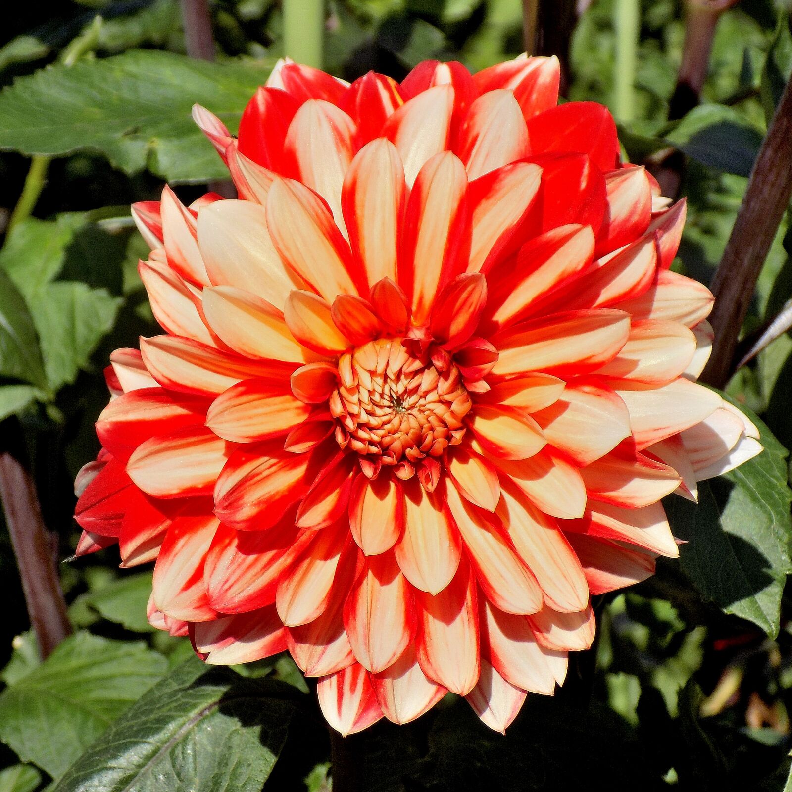 Nikon COOLPIX L330 sample photo. Dahlia, flower, nature photography