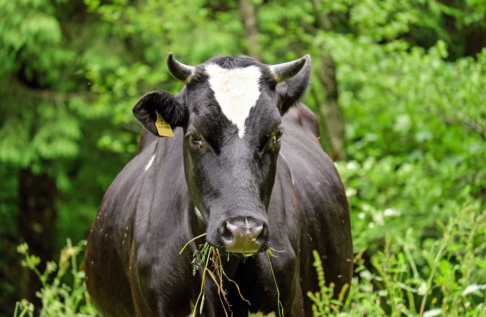 Fujifilm X-T10 + Fujifilm XC 50-230mm F4.5-6.7 OIS sample photo. Cow, beef, animal photography