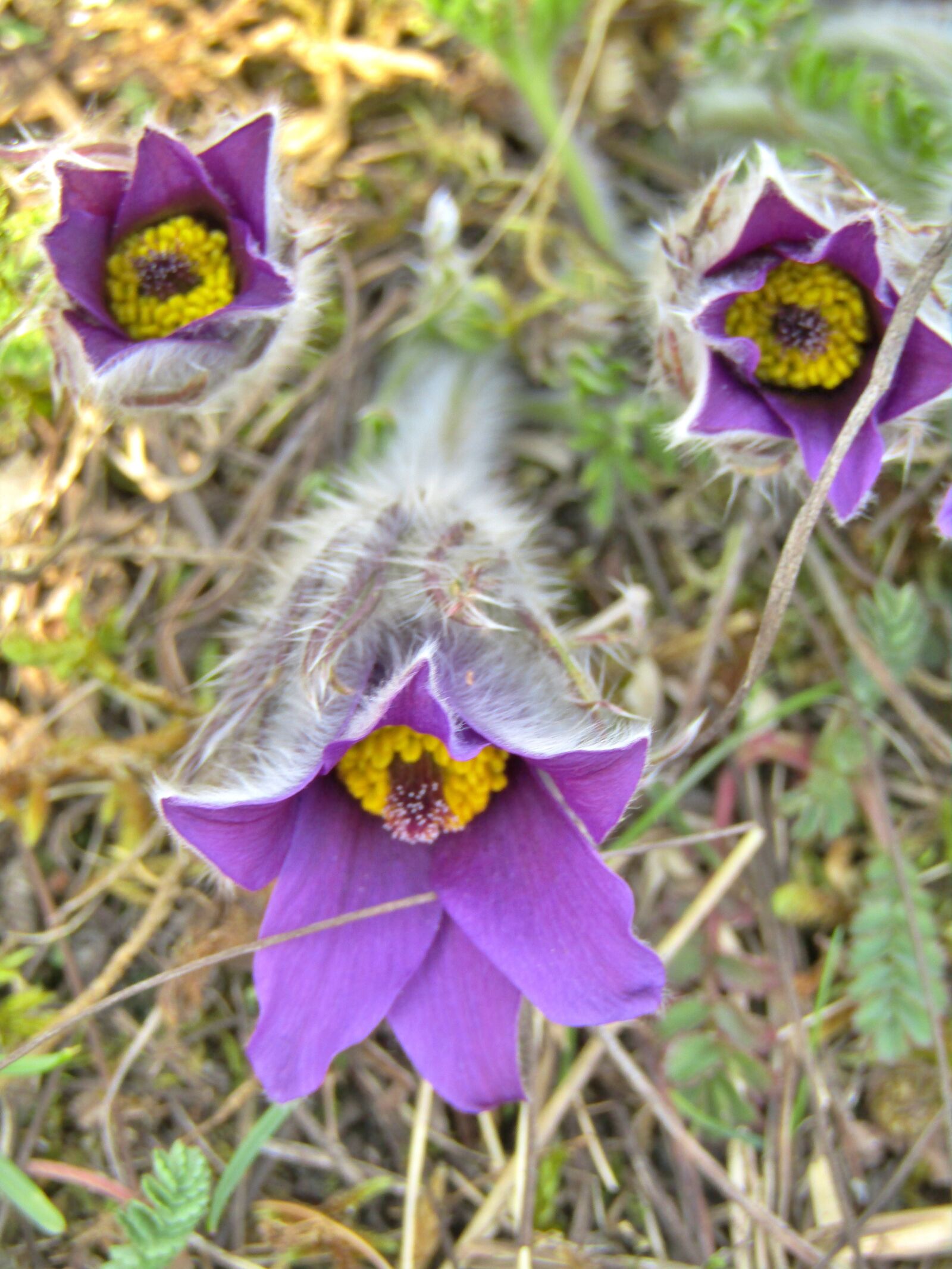 Canon POWERSHOT SX432 IS sample photo. Pasque flower, pasqueflower, flowers photography