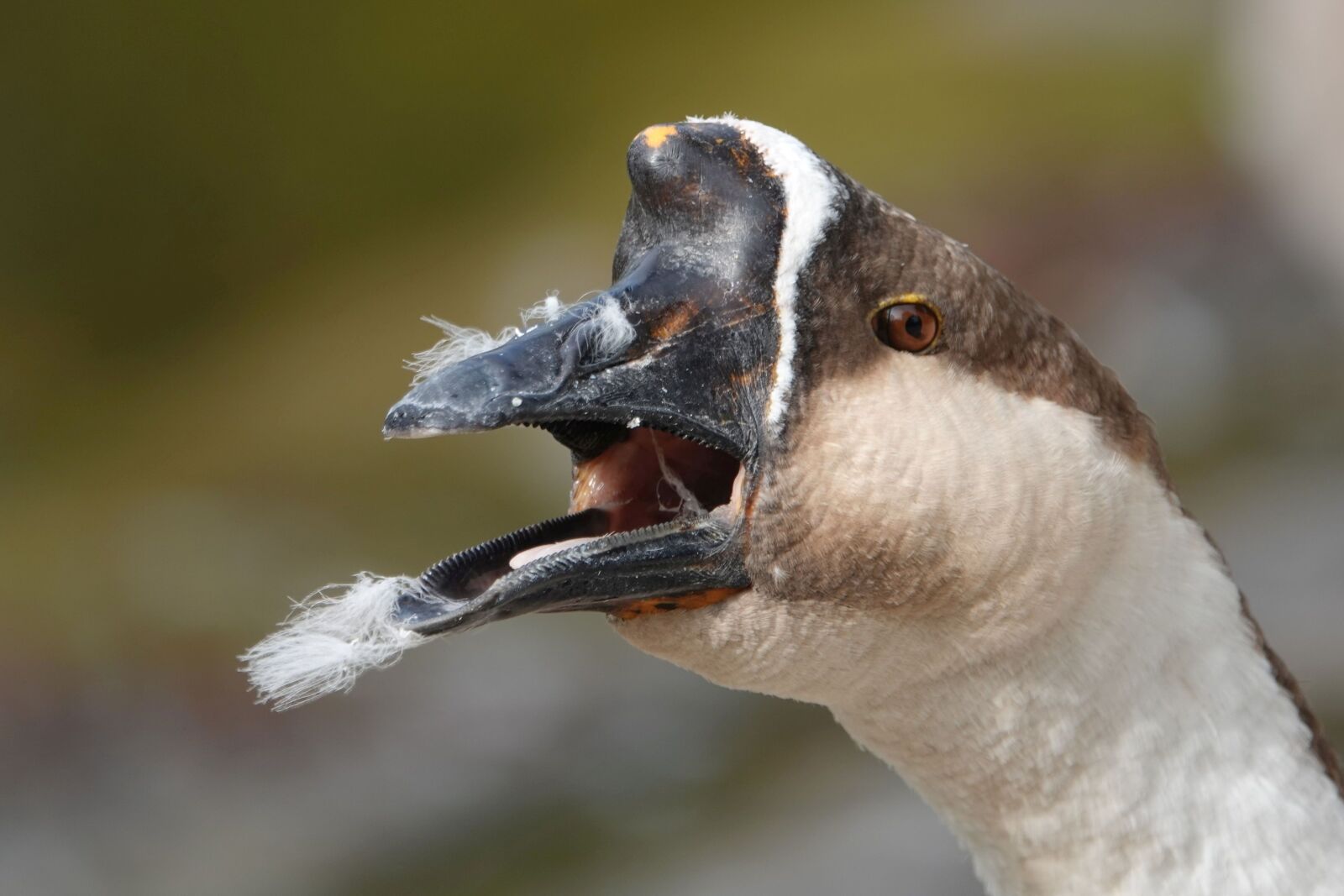 Sony Cyber-shot DSC-RX10 IV sample photo. Goose, bill, beak the photography